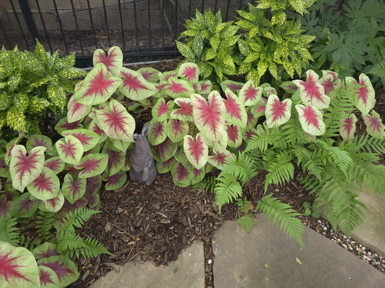 Lemon Blush Shade Caladium (Caladium hortulanum) — It pairs beautifully with ferns
