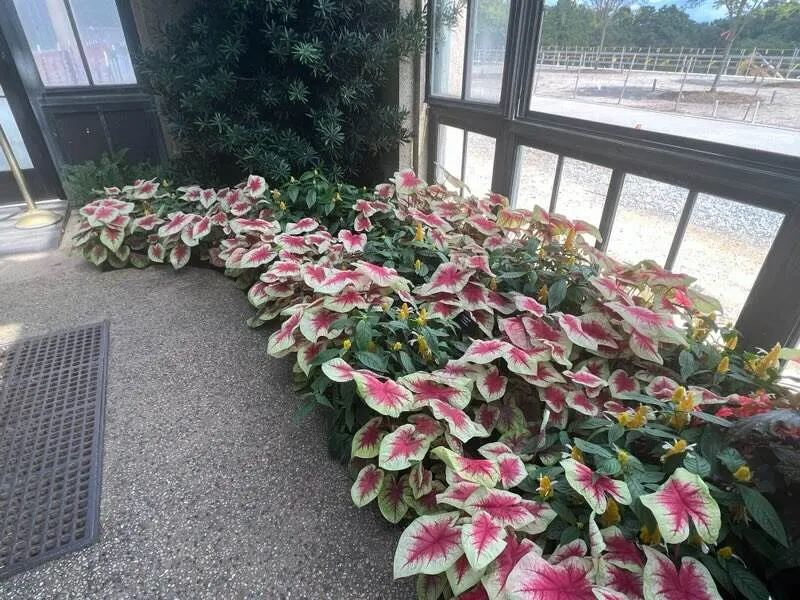 Lemon Blush Shade Caladium (Caladium hortulanum) — A light, regular feeding can keep the season-long foliage looking fresh