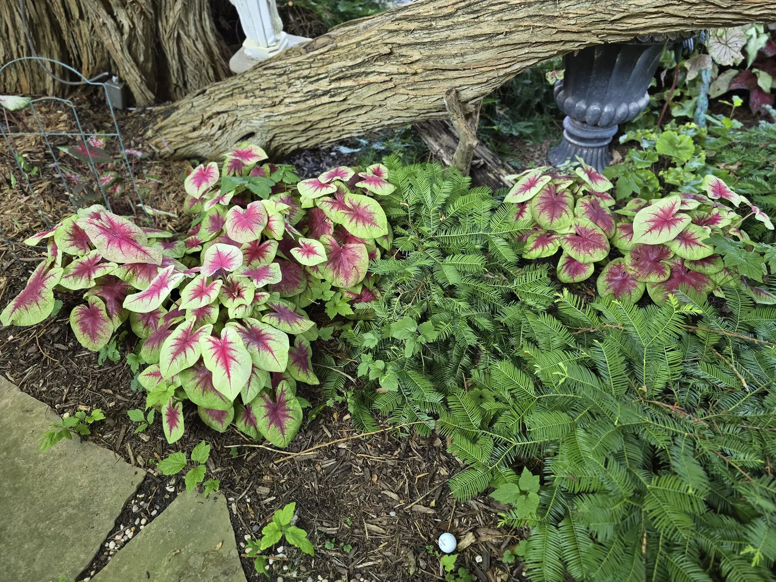 Lemon Blush Shade Caladium (Caladium hortulanum) — or mass it along borders where its pink-centered leaves can brighten dim corners