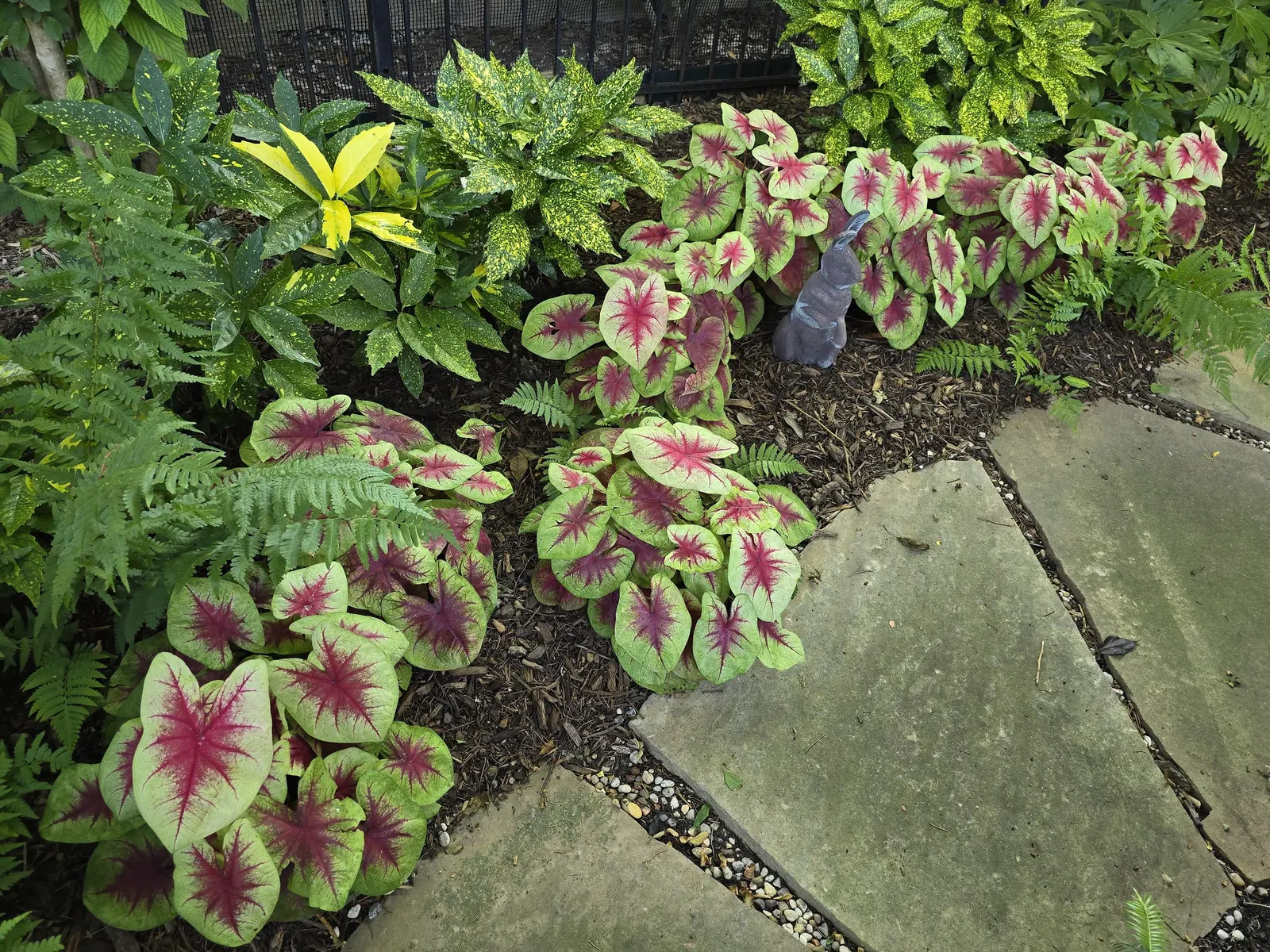 Lemon Blush Shade Caladium (Caladium hortulanum) — It grows upright to 15-20 inches tall and 10-14 inches wide, forming a lush, rounded clump; while gardeners