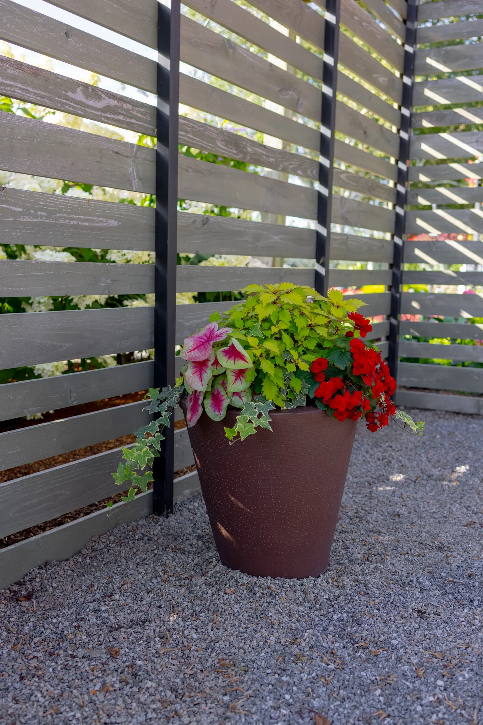 Scarlet Rieger Begonia (Begonia x hiemalis) — This Proven Winners® selection thrives in part sun to sun with well-drained soil and average water