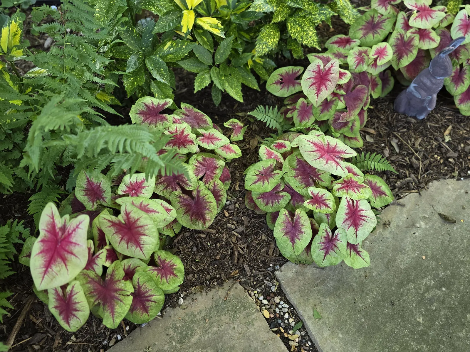 Lemon Blush Shade Caladium (Caladium hortulanum) — like stained glass catching soft morning light