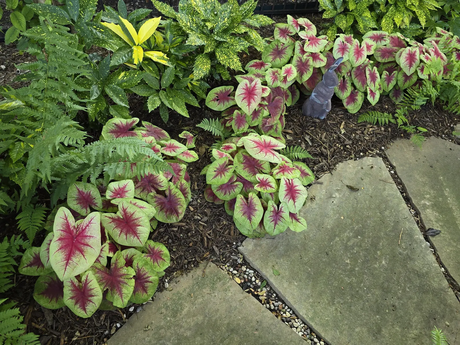 Lemon Blush Shade Caladium (Caladium hortulanum) — 'Lemon Blush' brings a fresh color break to caladiums with broad