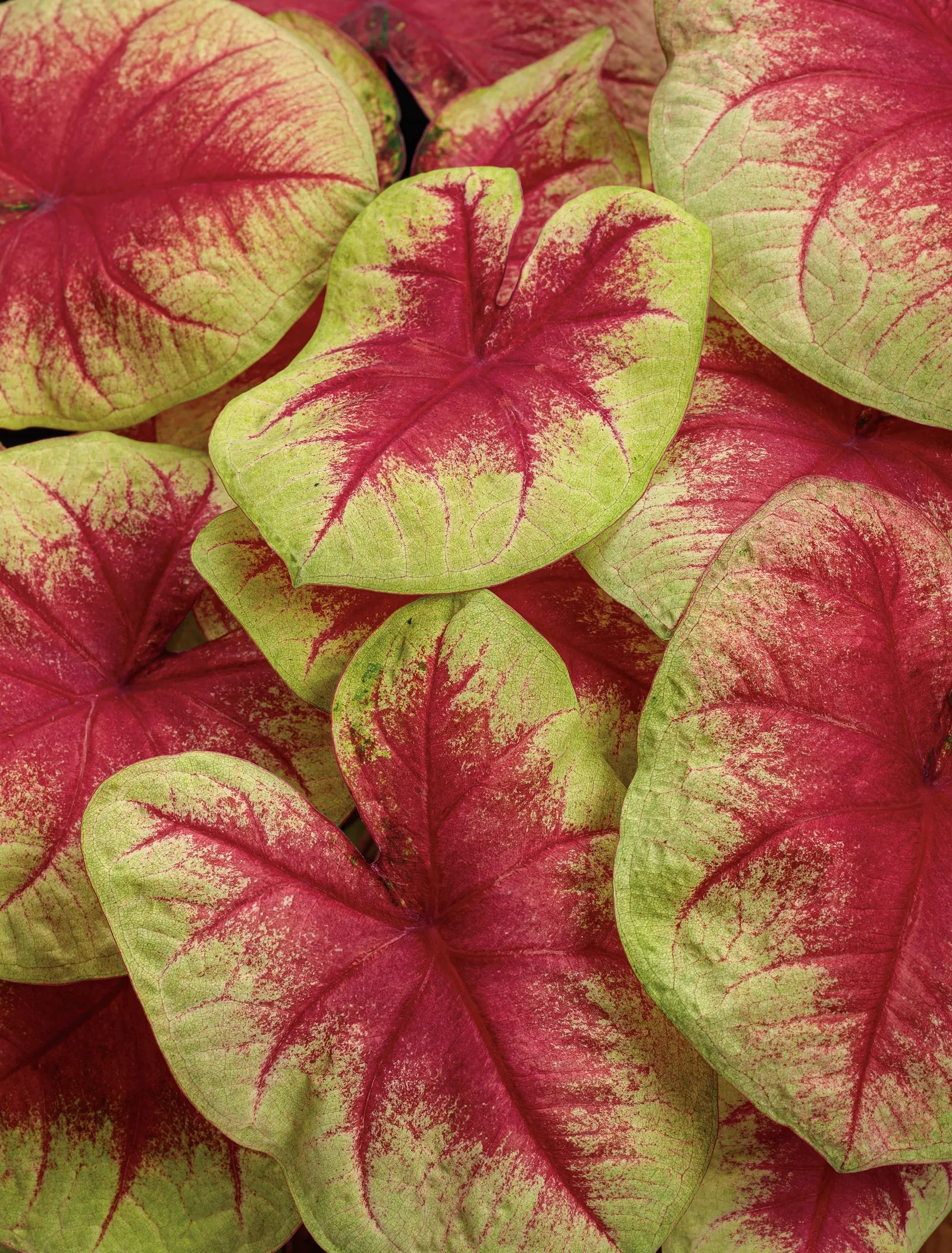 Lemon Blush Shade Caladium (Caladium hortulanum) — then lit from within by a hot pink center and rose-red veining; it pairs beautifully with ferns