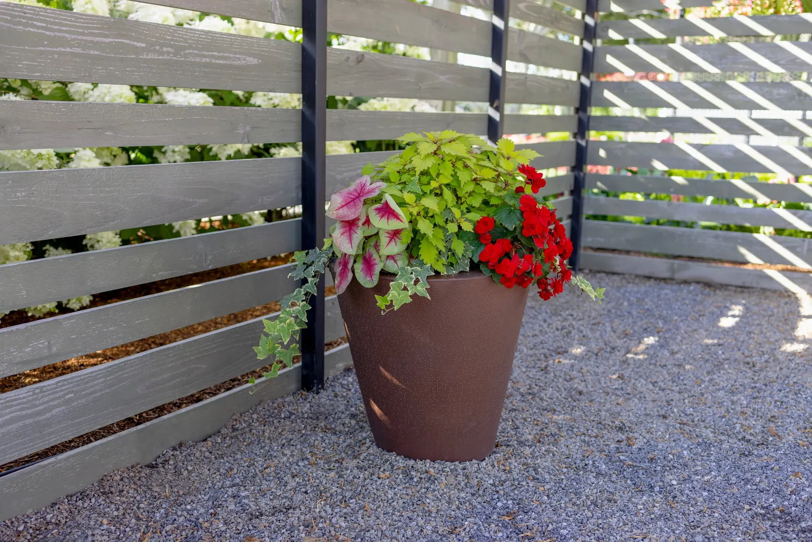 Scarlet Rieger Begonia (Begonia x hiemalis) — is a compact annual with lush green foliage and vivid