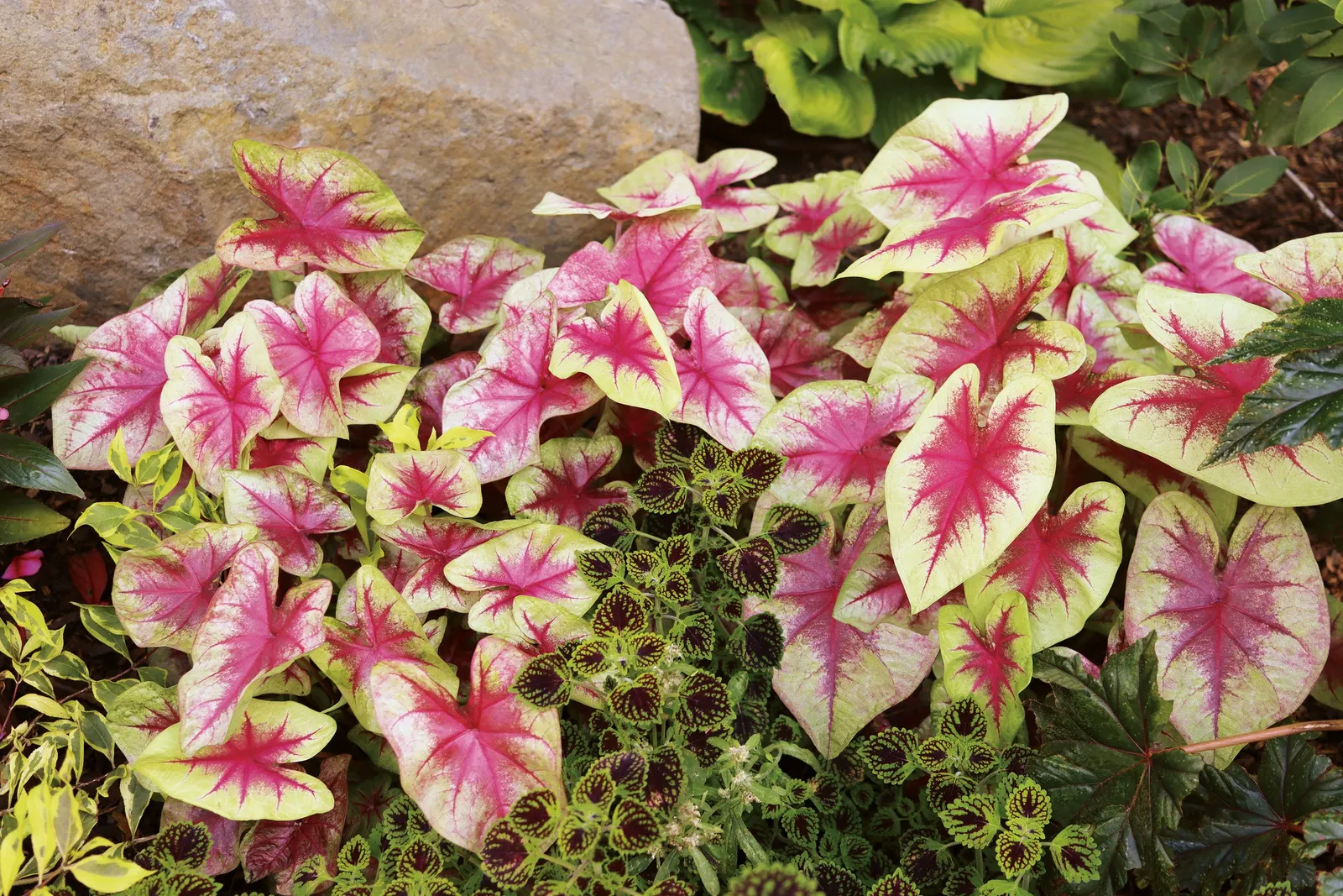 Lemon Blush Shade Caladium (Caladium hortulanum) — tidy clump that is easy to repeat through a planting scheme