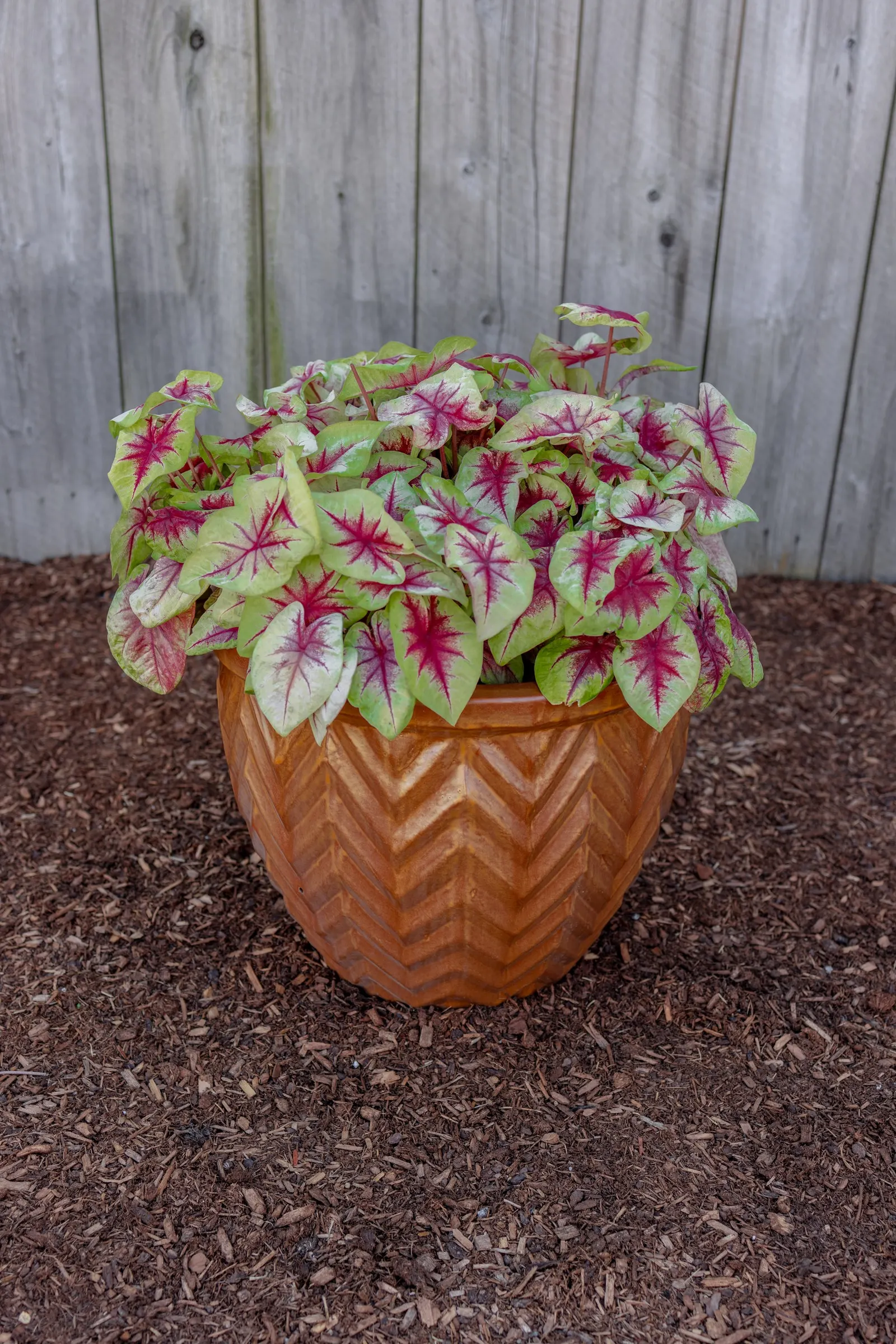 Lemon Blush Shade Caladium (Caladium hortulanum) — and sheltered landscape plantings