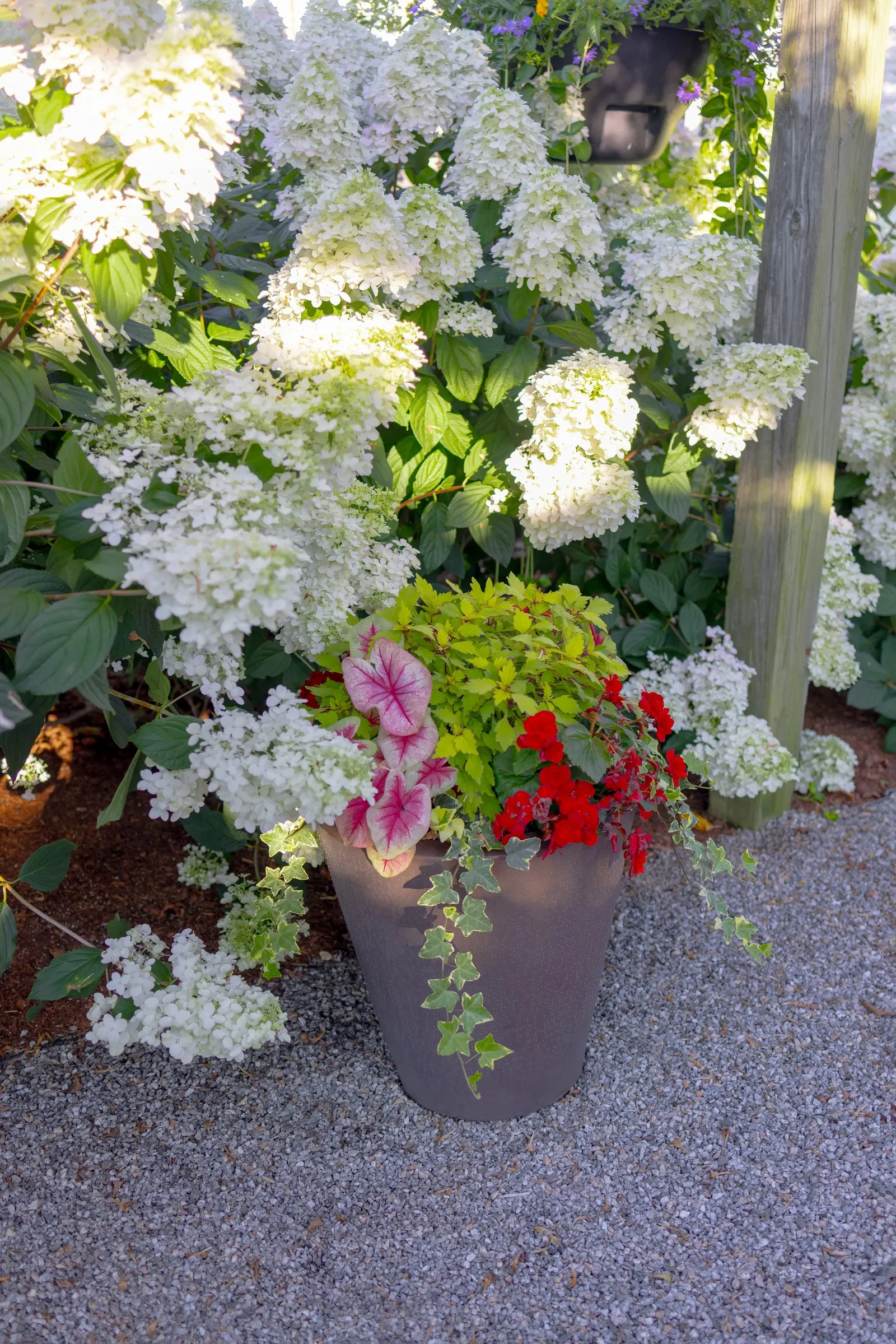 Scarlet Rieger Begonia (Begonia x hiemalis) — Part of the Proven Winners® collection