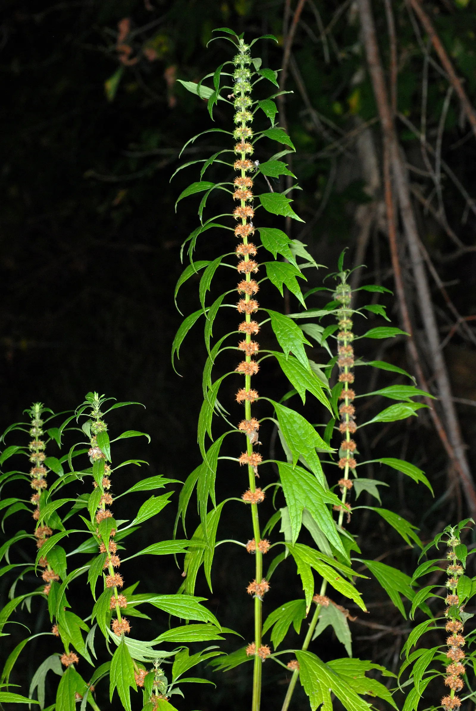 Motherwort (Leonurus Cardiaca) — multi-colored and purple flowers in the garden