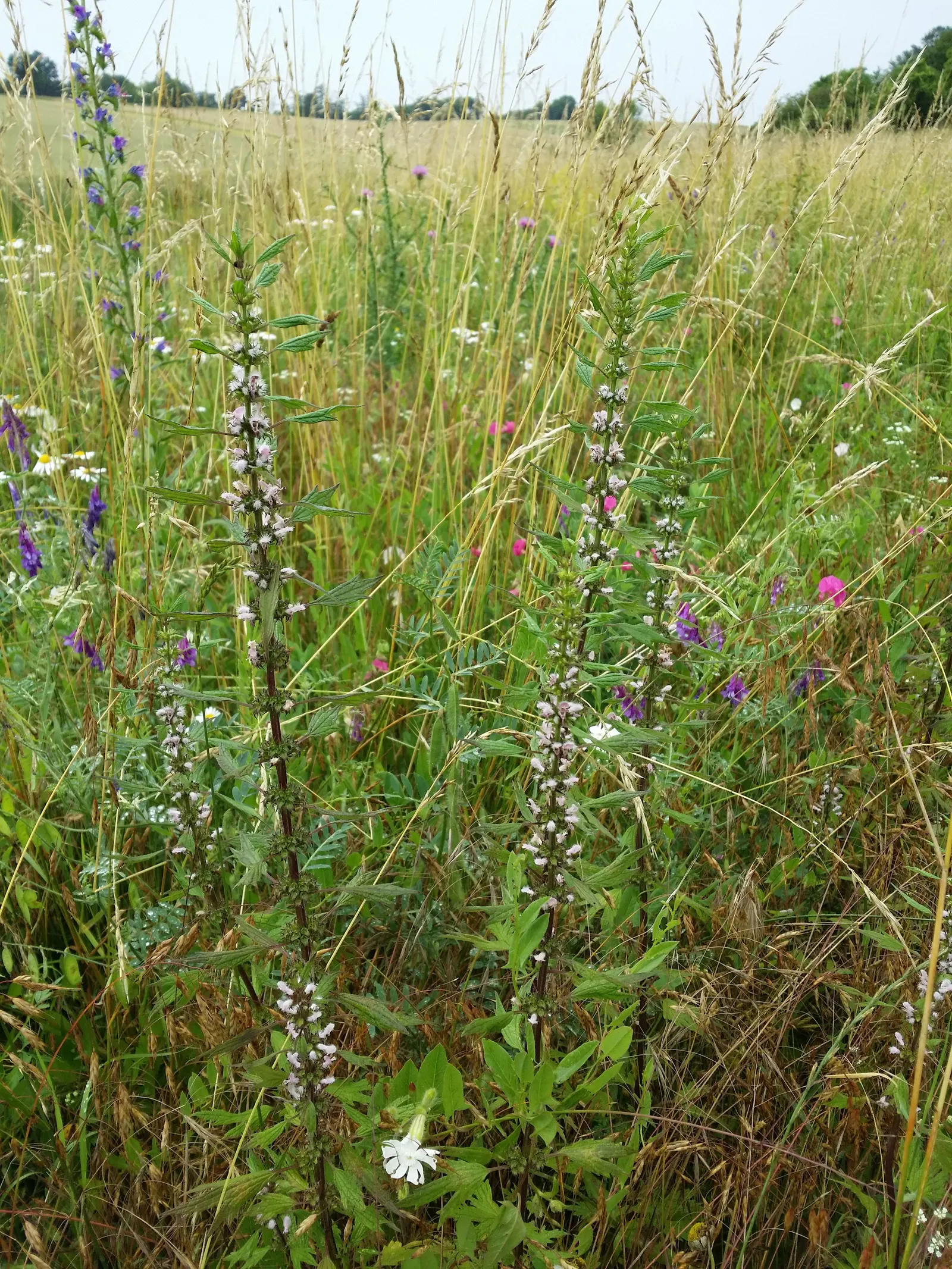 Motherwort (Leonurus Cardiaca) — Thriving in USDA hardiness zones 4 through 8