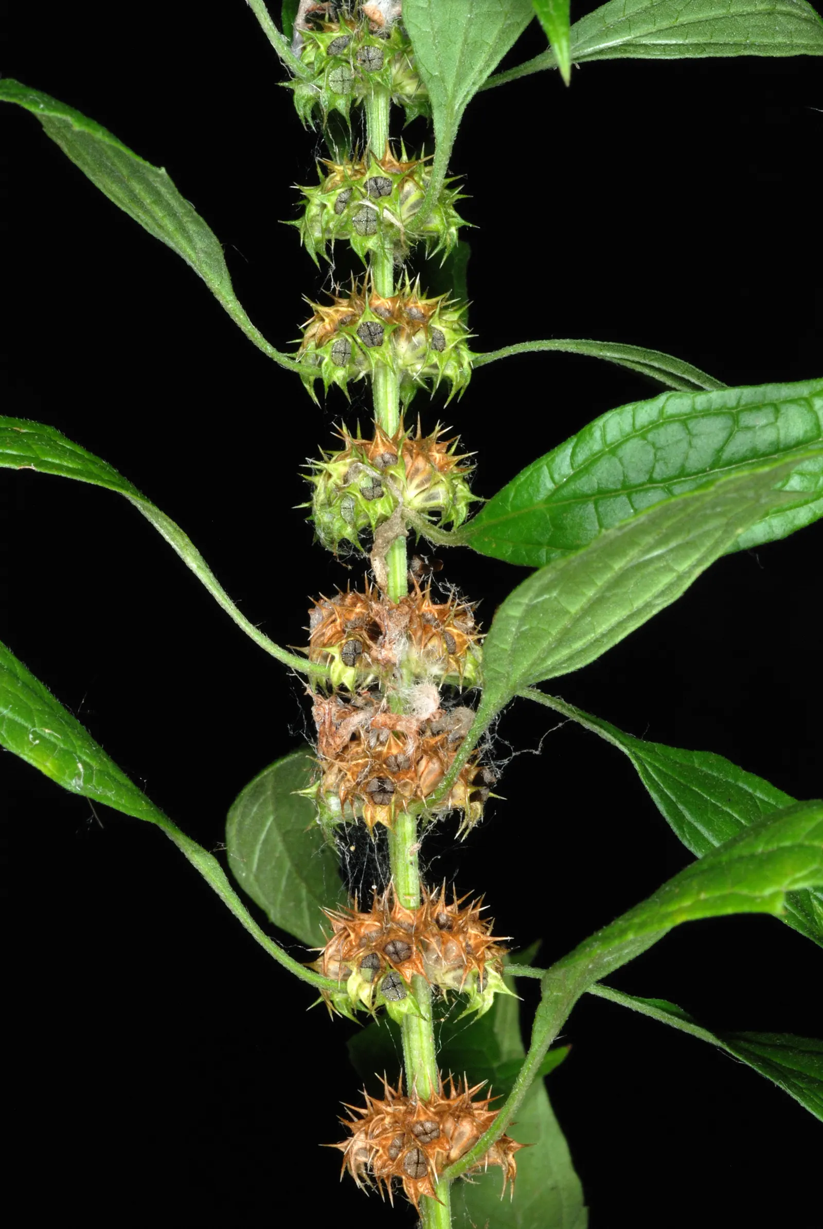 Motherwort (Leonurus Cardiaca) — herb / perennial with multi-colored and purple blooms