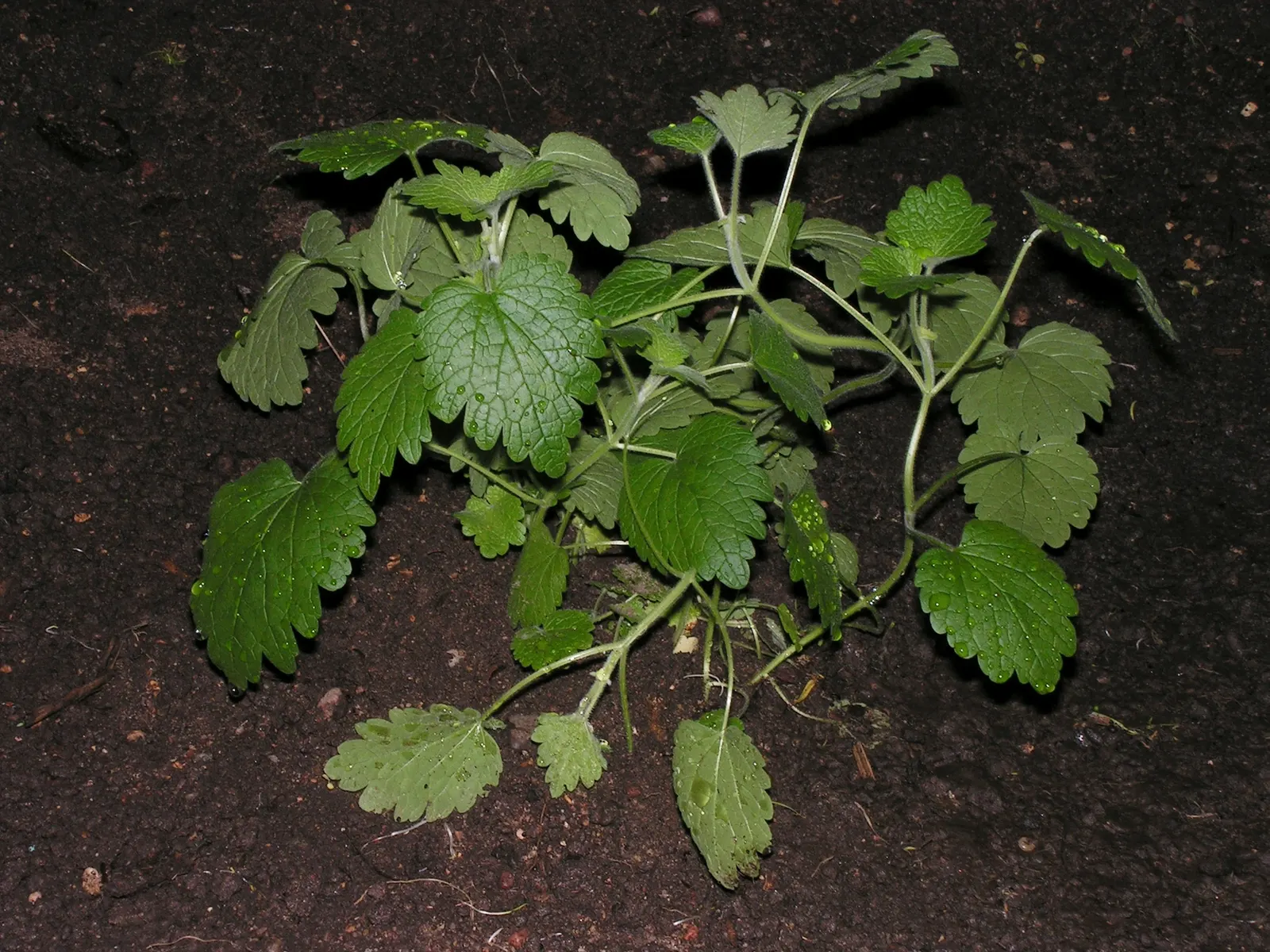 Motherwort (Leonurus Cardiaca) — though it is adaptable to various soil types; particularly for heart-related conditions