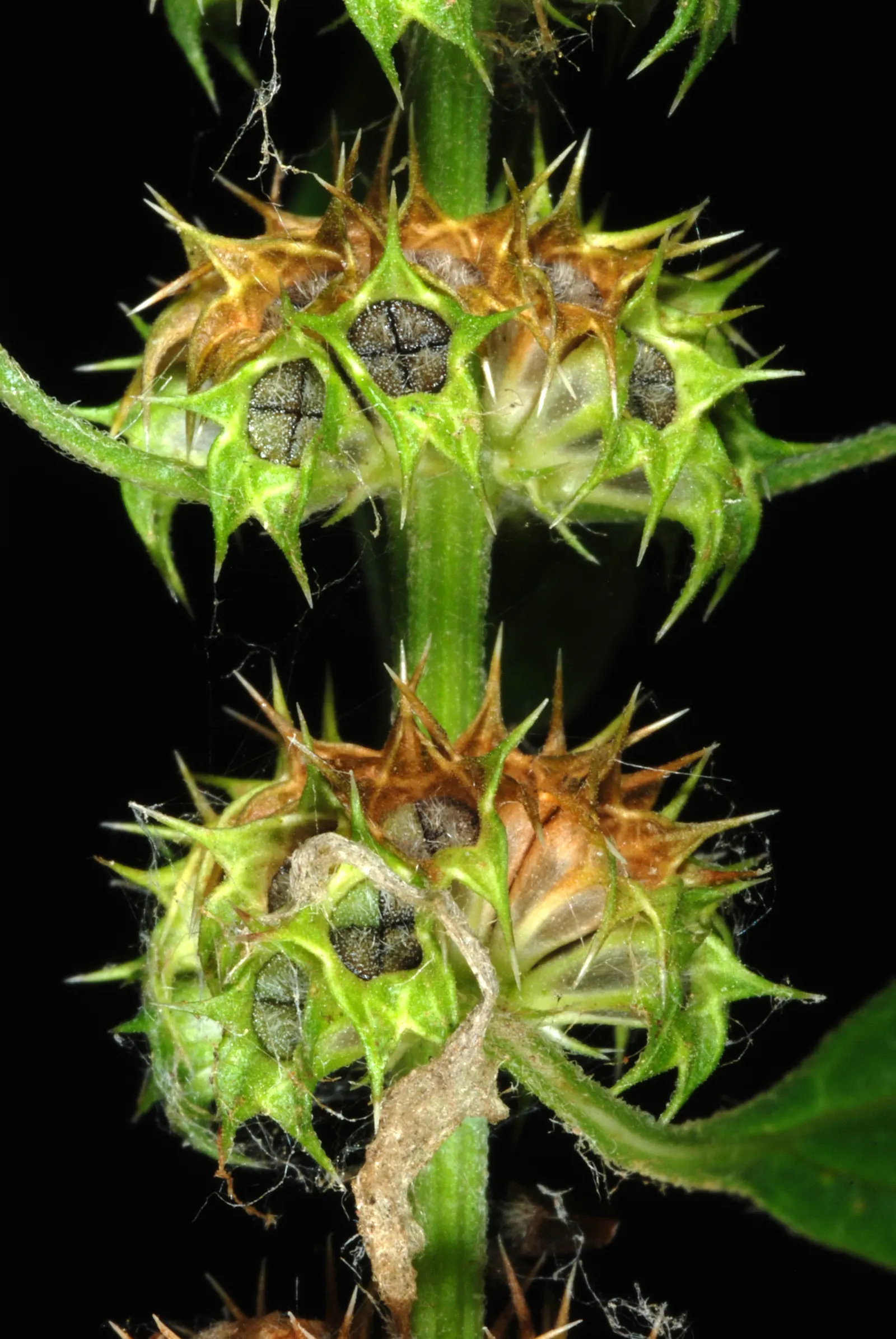 Motherwort (Leonurus Cardiaca) — This hardy plant is also remarkably low-maintenance