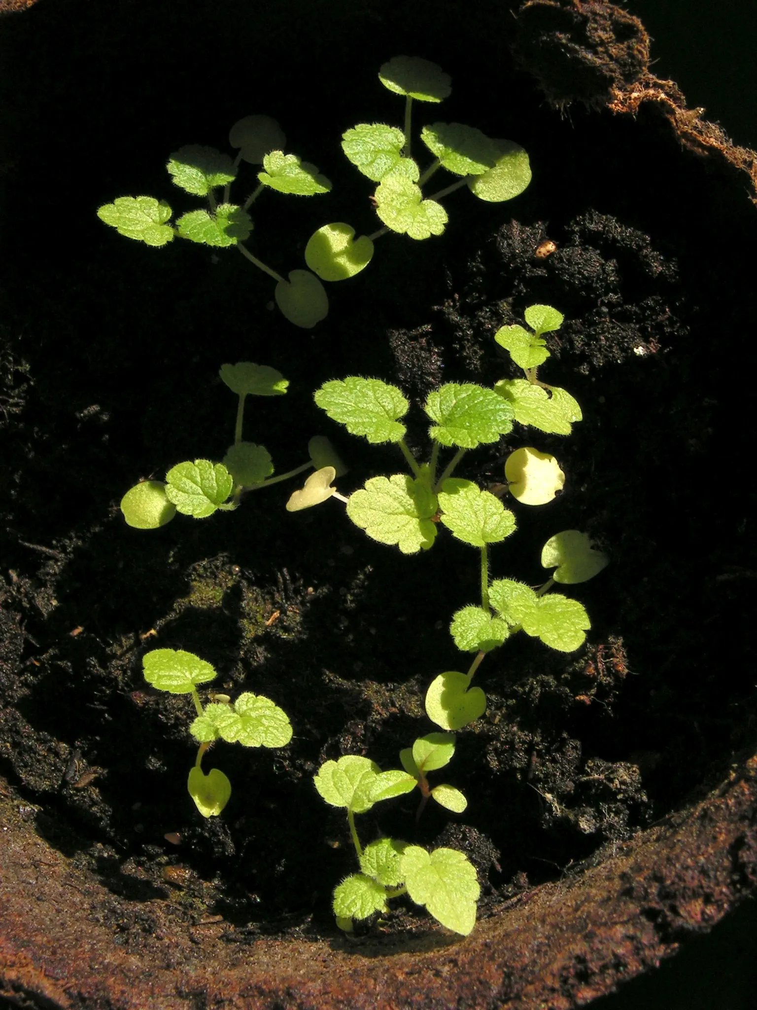 Motherwort (Leonurus Cardiaca) — reaching up to 5 feet at maturity