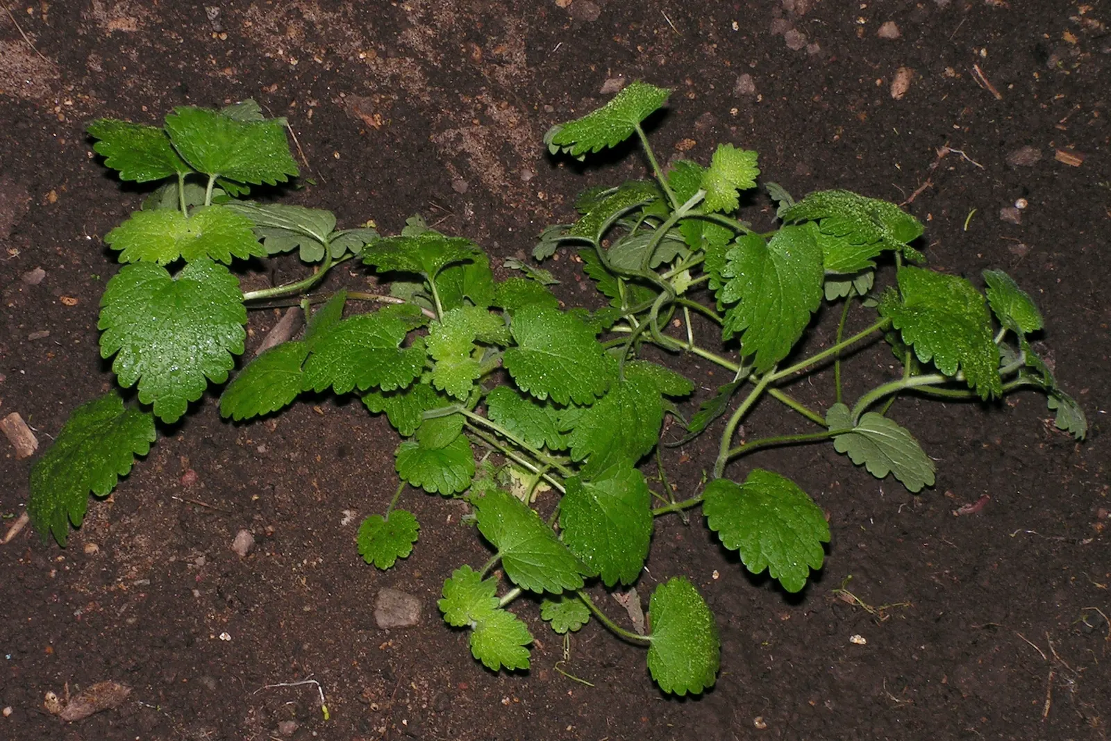 Motherwort (Leonurus Cardiaca) — Be mindful that Motherwort can be invasive in some areas, so check local guidelines before planting; herb /, image 79