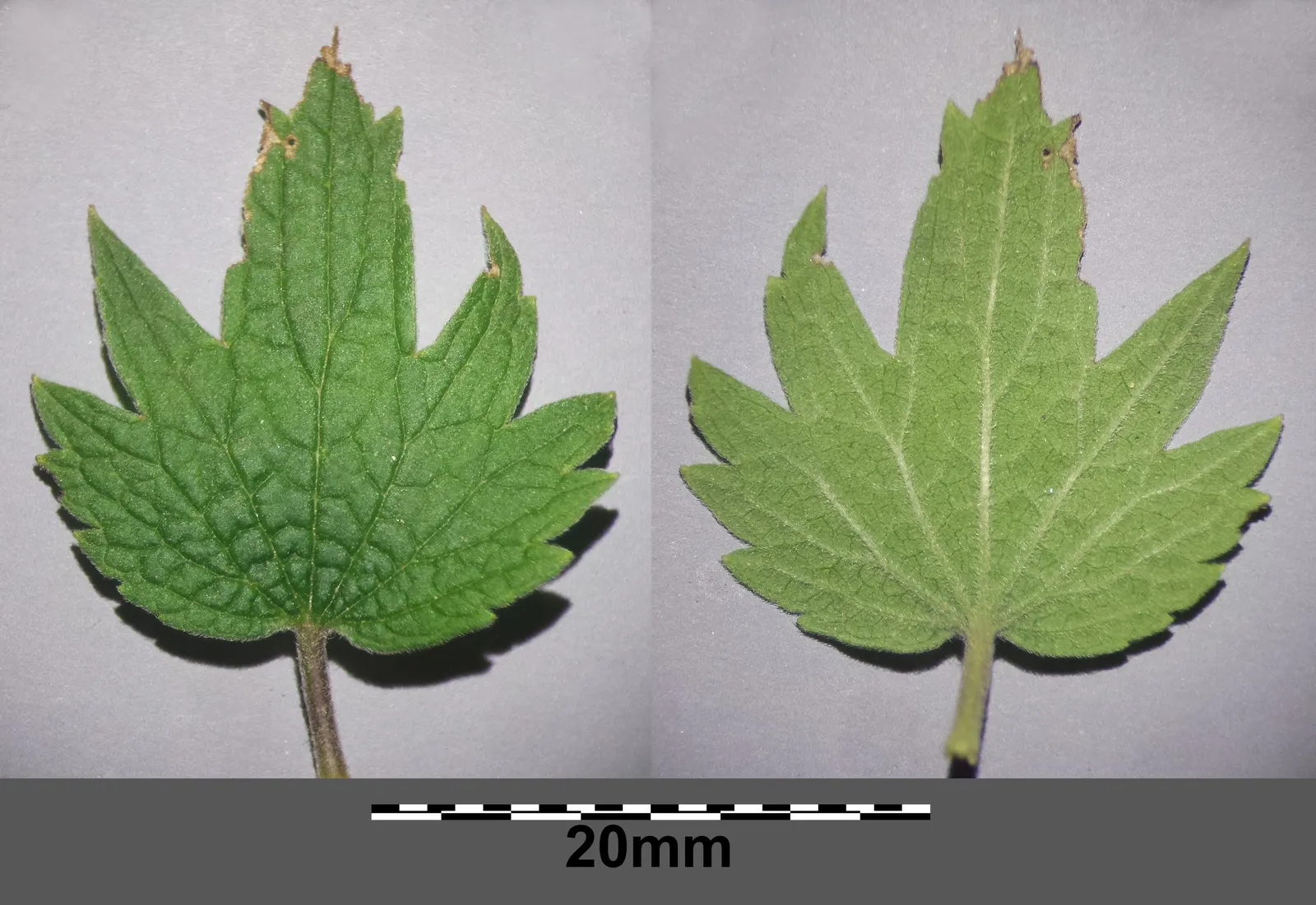 Motherwort (Leonurus Cardiaca) — Be mindful that Motherwort can be invasive in some areas, so check local guidelines before planting; herb / perennial with