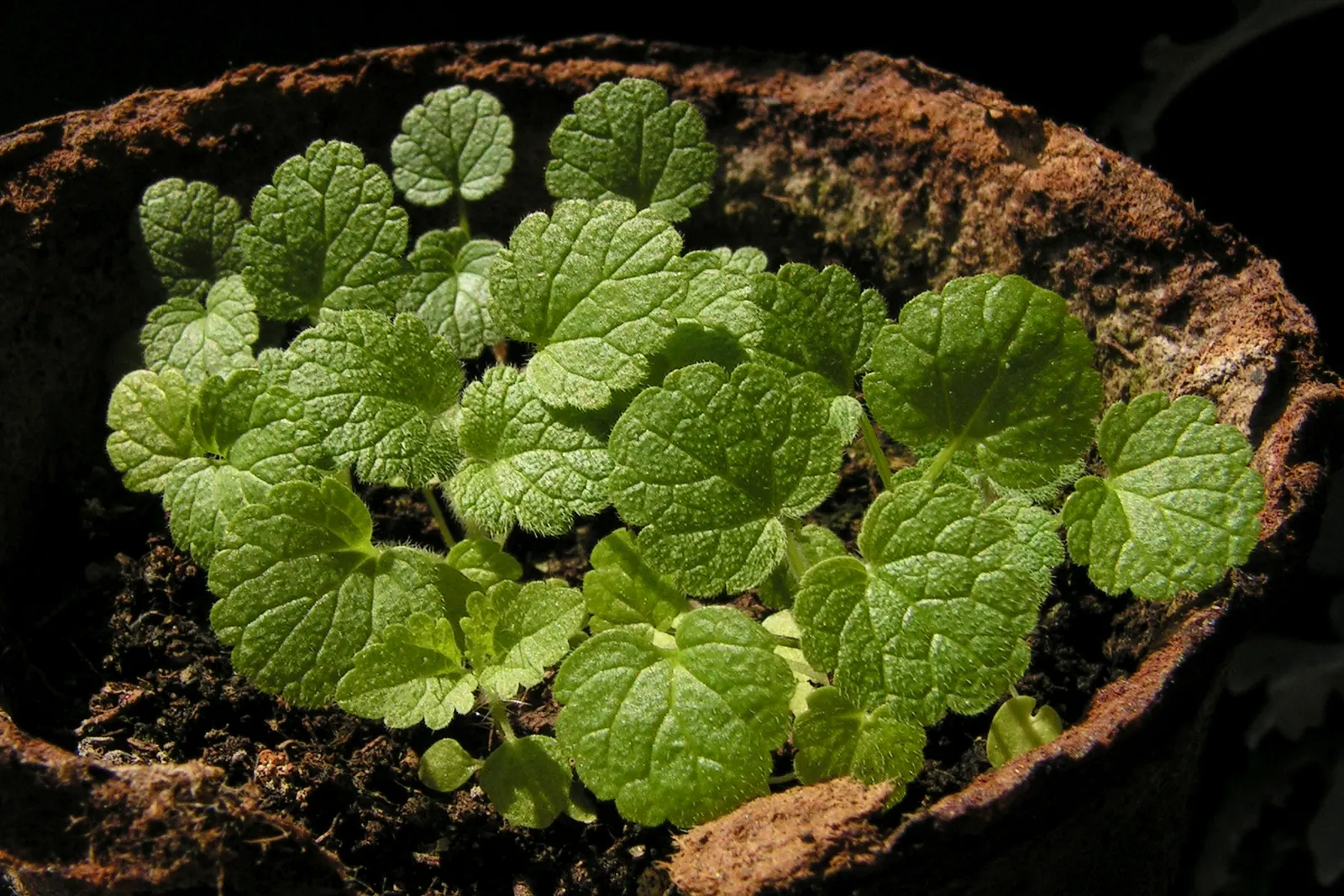 Motherwort (Leonurus Cardiaca) — herb / perennial for full