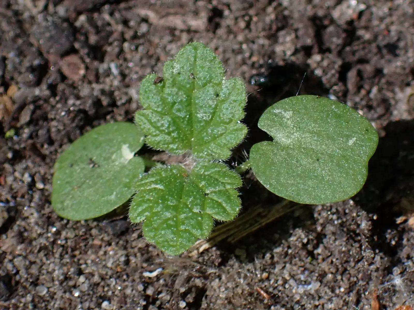 Motherwort (Leonurus Cardiaca) — reaching up to 5 feet at maturity; its serrated leaves are 2 to 3 inches long, adding texture to the garden