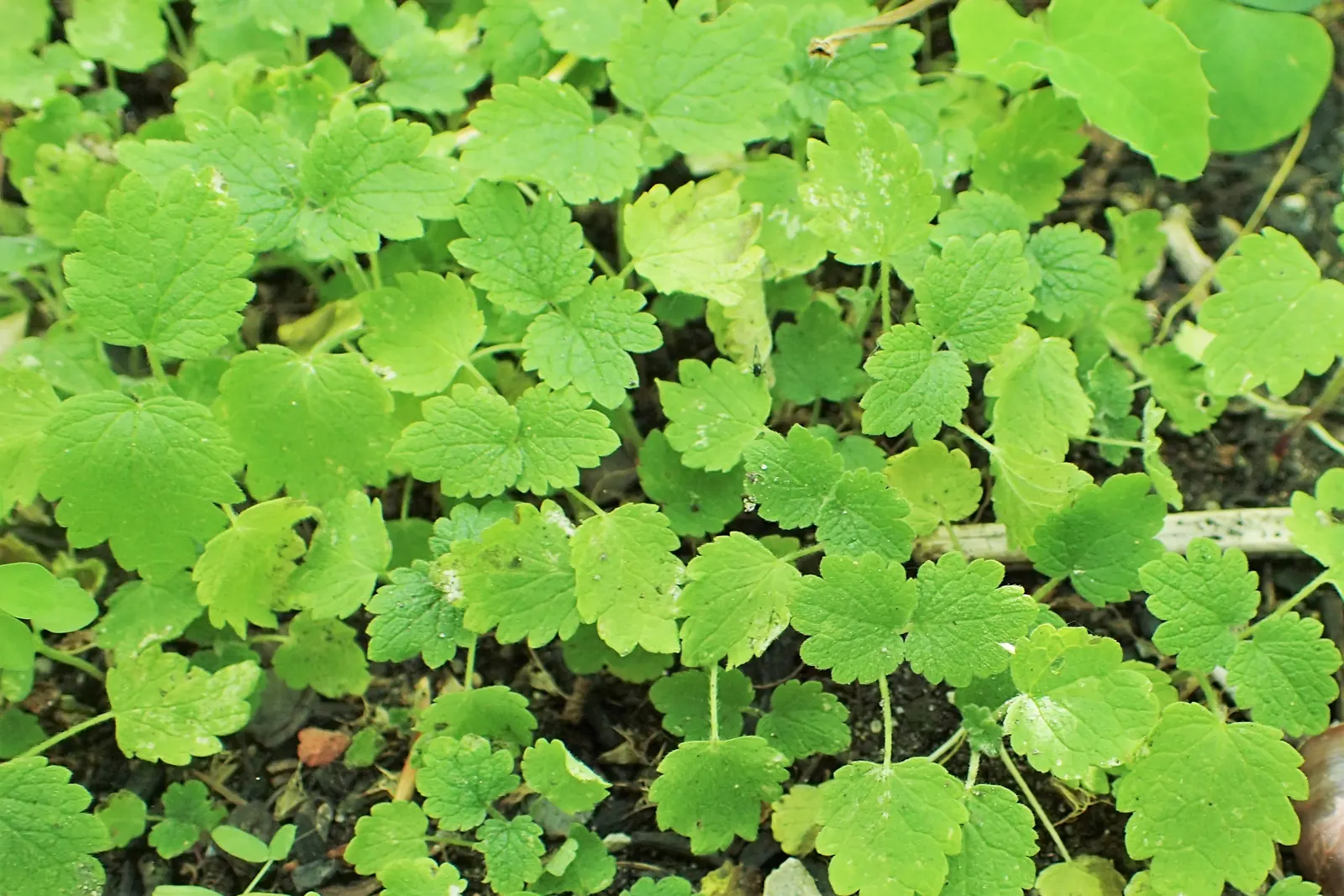 Motherwort (Leonurus Cardiaca) — Ideal for naturalistic or wildlife gardens; reaching up to 5 feet at maturity, image 63