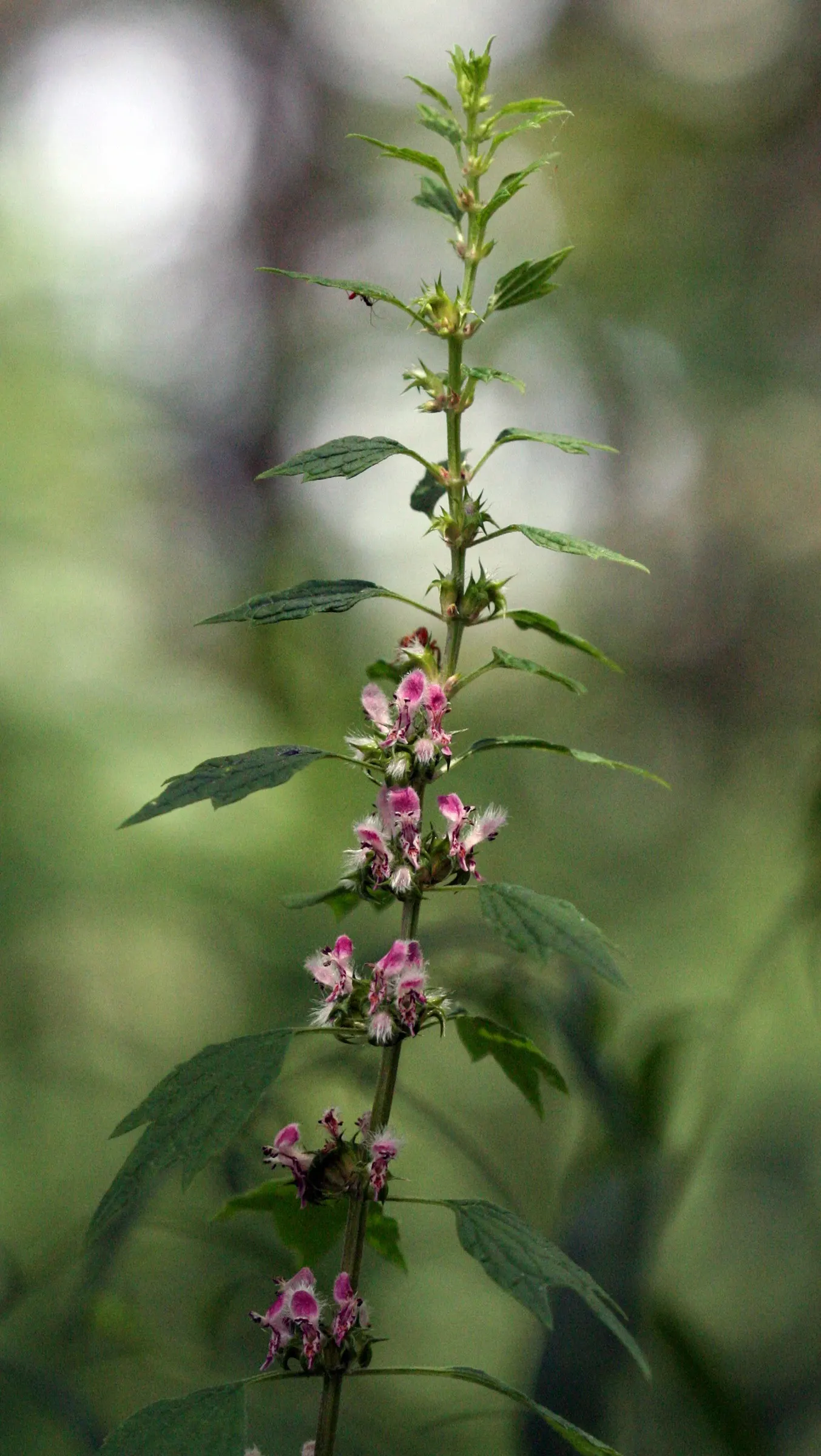 Motherwort (Leonurus Cardiaca) — herb / perennial with multi-colored and purple blooms; this hardy plant is also remarkably low-maintenance
