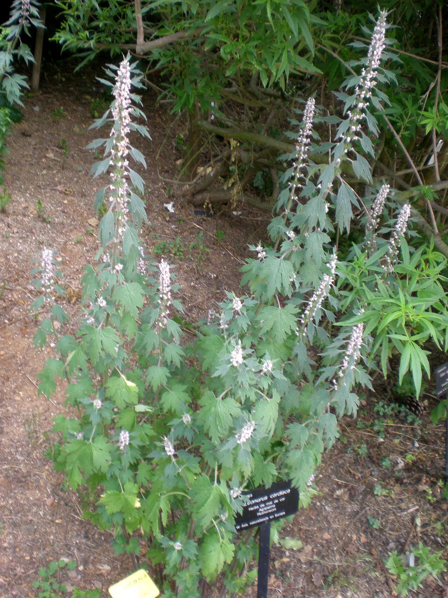 Motherwort (Leonurus Cardiaca) — Whether used for its aesthetic appeal or traditional uses; multi-colored and purple flowers in the garden