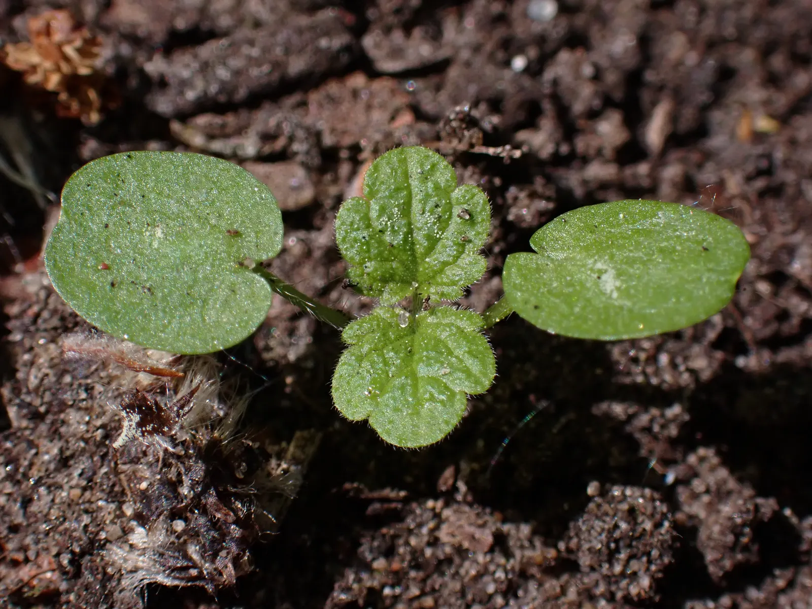 Motherwort (Leonurus Cardiaca) — Motherwort has been used historically in herbal medicine; it offers nectar for bees and beneficial insects from mid-summer to