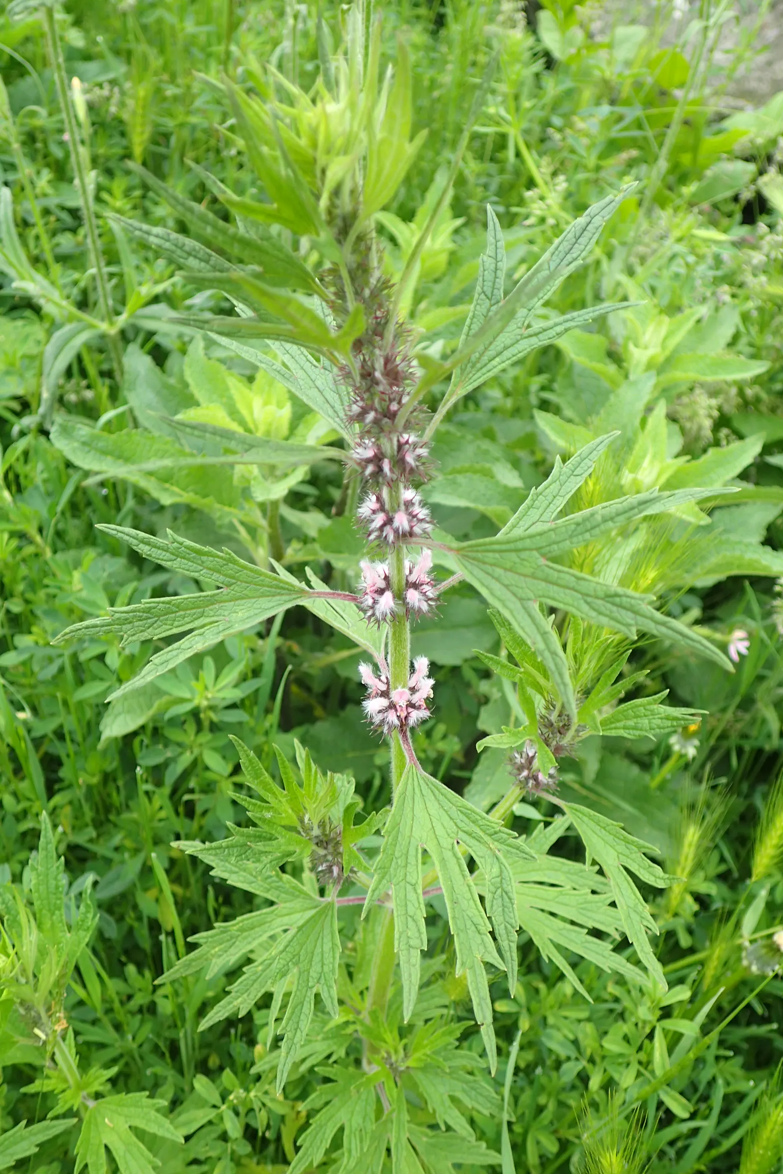 Motherwort (Leonurus Cardiaca) — This plant prefers a sunny to partly shaded location with well-drained soil; motherwort has a tendency to self-seed, image 69