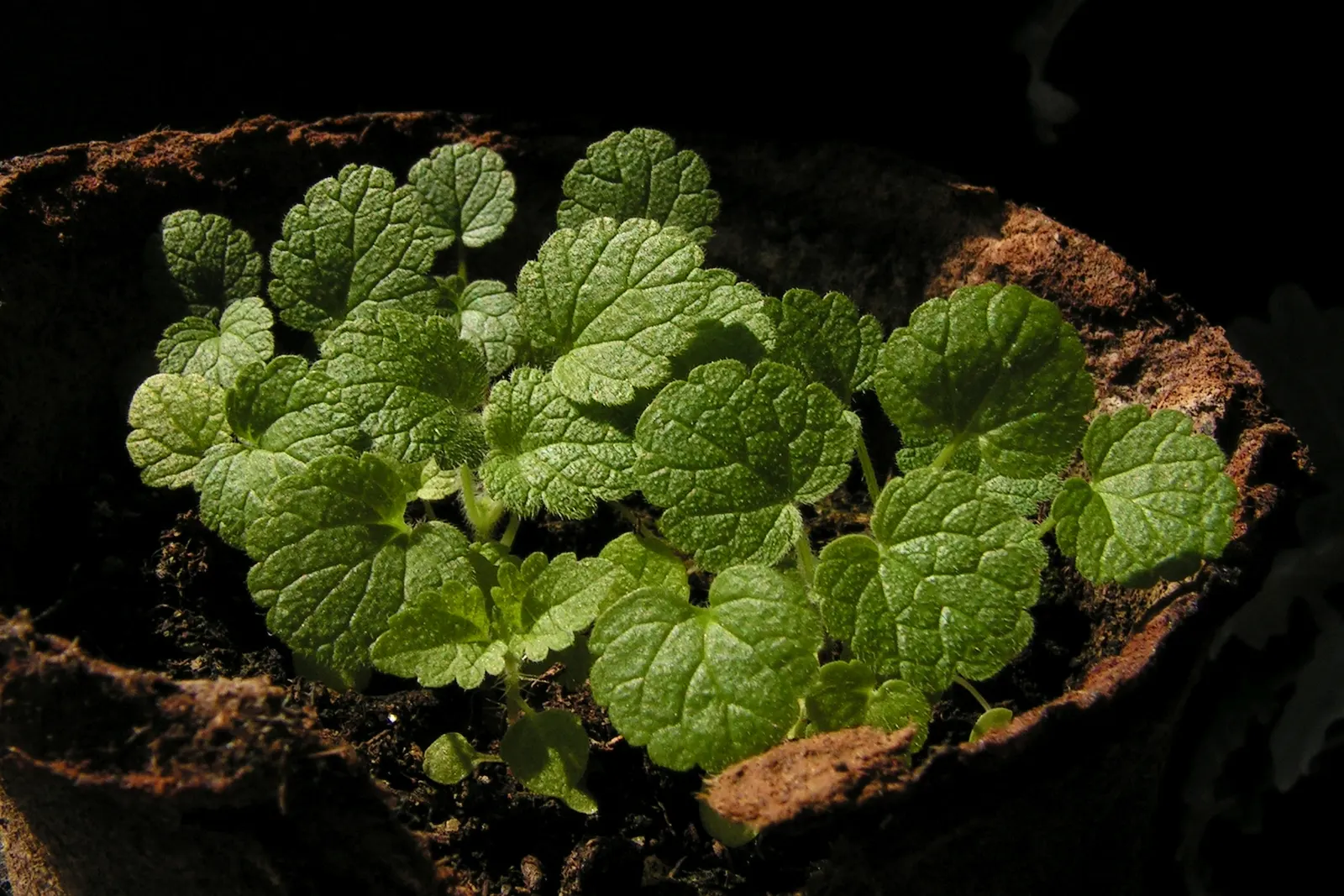 Motherwort (Leonurus Cardiaca) — Whether used for its aesthetic appeal or traditional uses