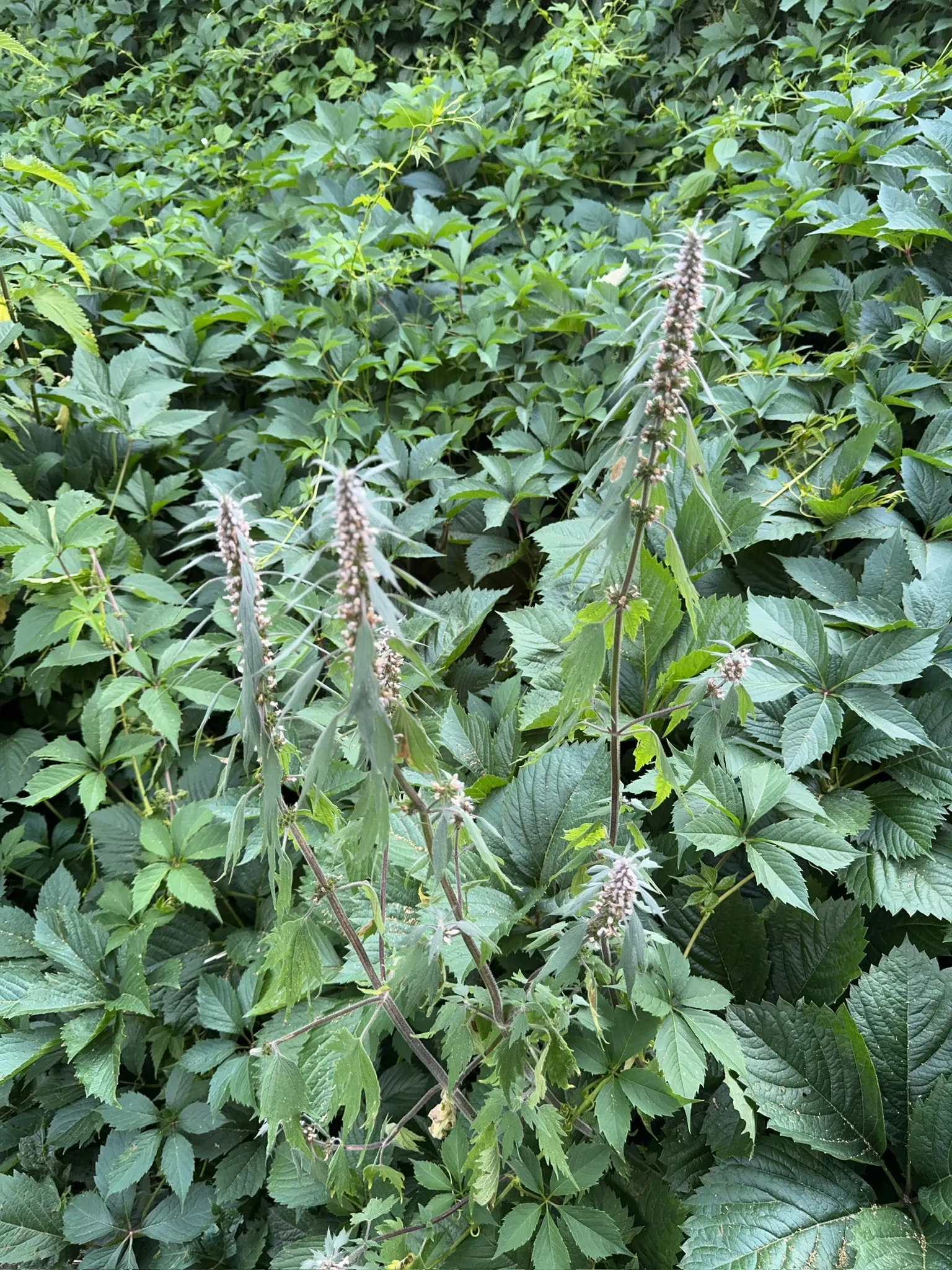 Motherwort (Leonurus Cardiaca) — requiring little care once established beyond occasional watering during extreme drought; be mindful that Motherwort can be