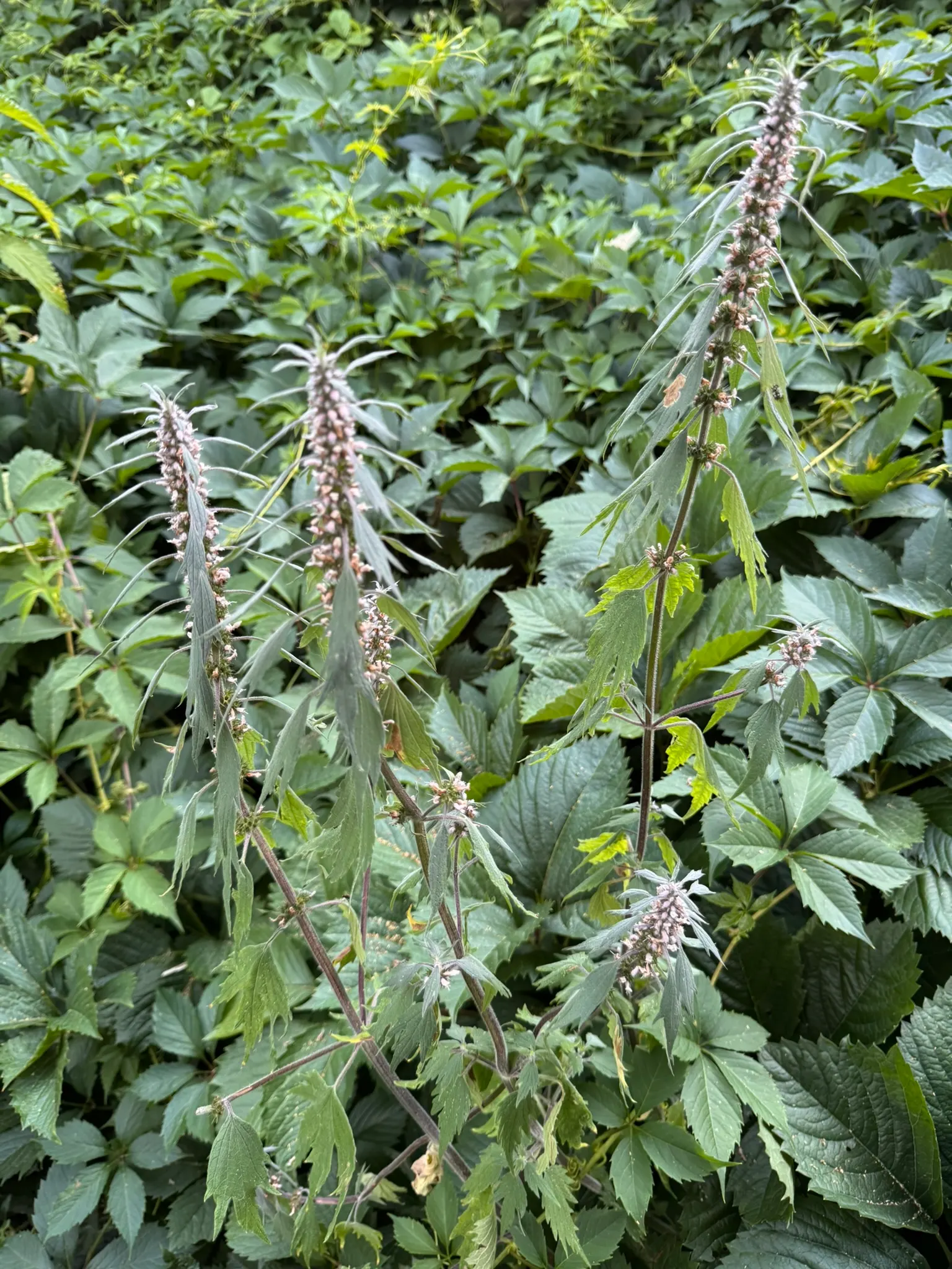 Motherwort (Leonurus Cardiaca) — Thriving in USDA hardiness zones 4 through 8; this hardy plant features lobed leaves and pink to lilac flowers on, image 67