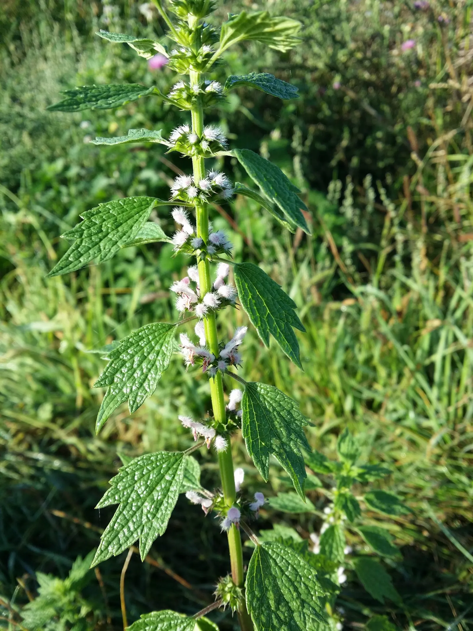 Motherwort (Leonurus Cardiaca) — This hardy plant is also remarkably low-maintenance; terminal flower clusters are highly attractive to pollinators, image 77