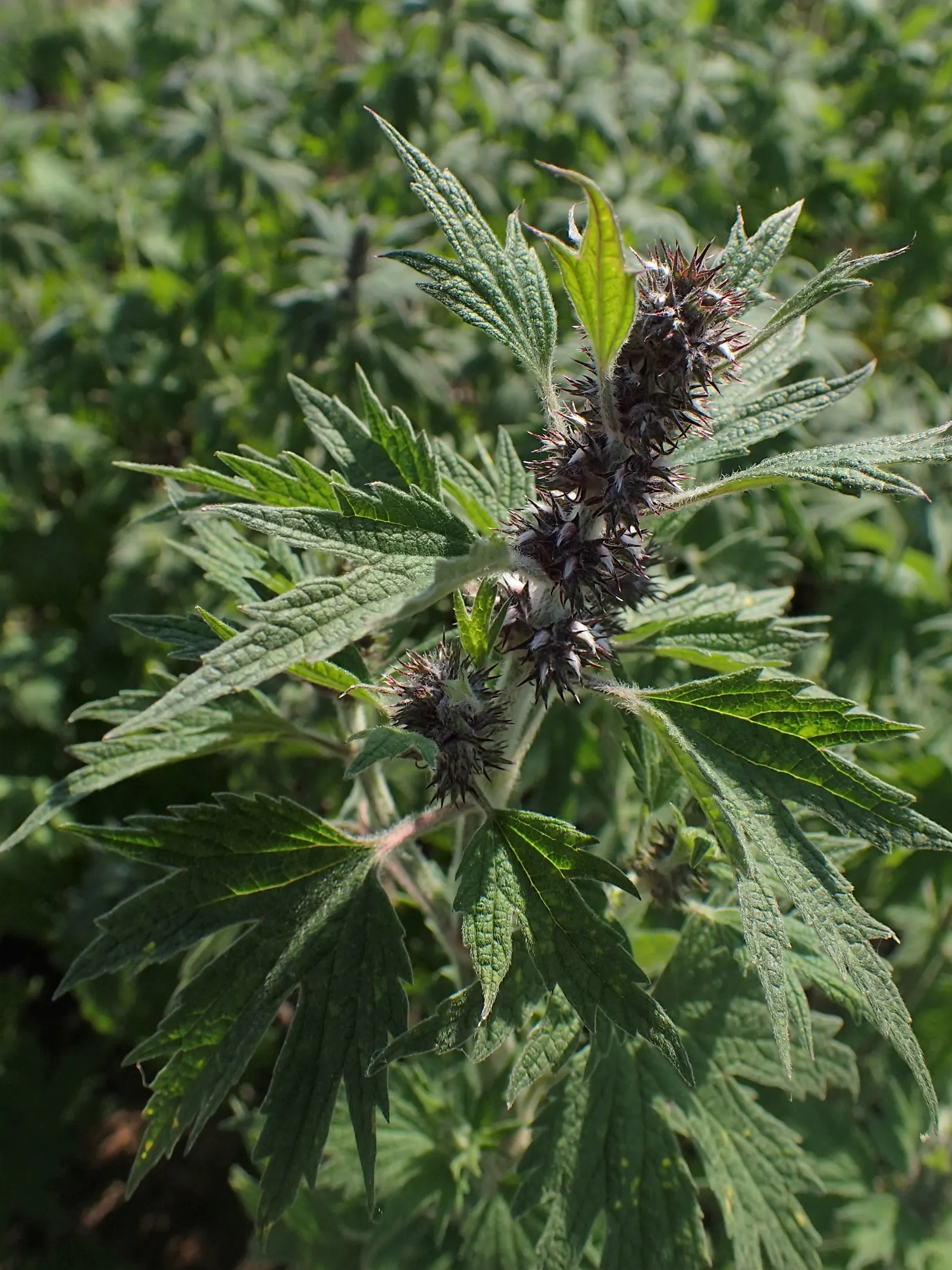 Motherwort (Leonurus Cardiaca) — Motherwort has been used historically in herbal medicine; it offers nectar for bees and beneficial insects from, image 80