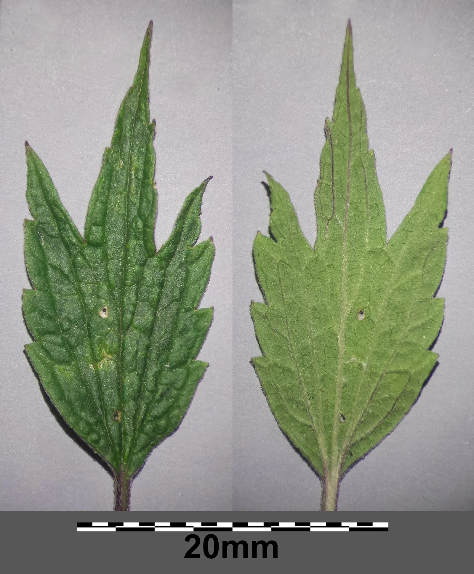 Motherwort (Leonurus Cardiaca) — It thrives in USDA zones 4-8, preferring full sun to partial shade and well-drained soil; whether used for its, image 62