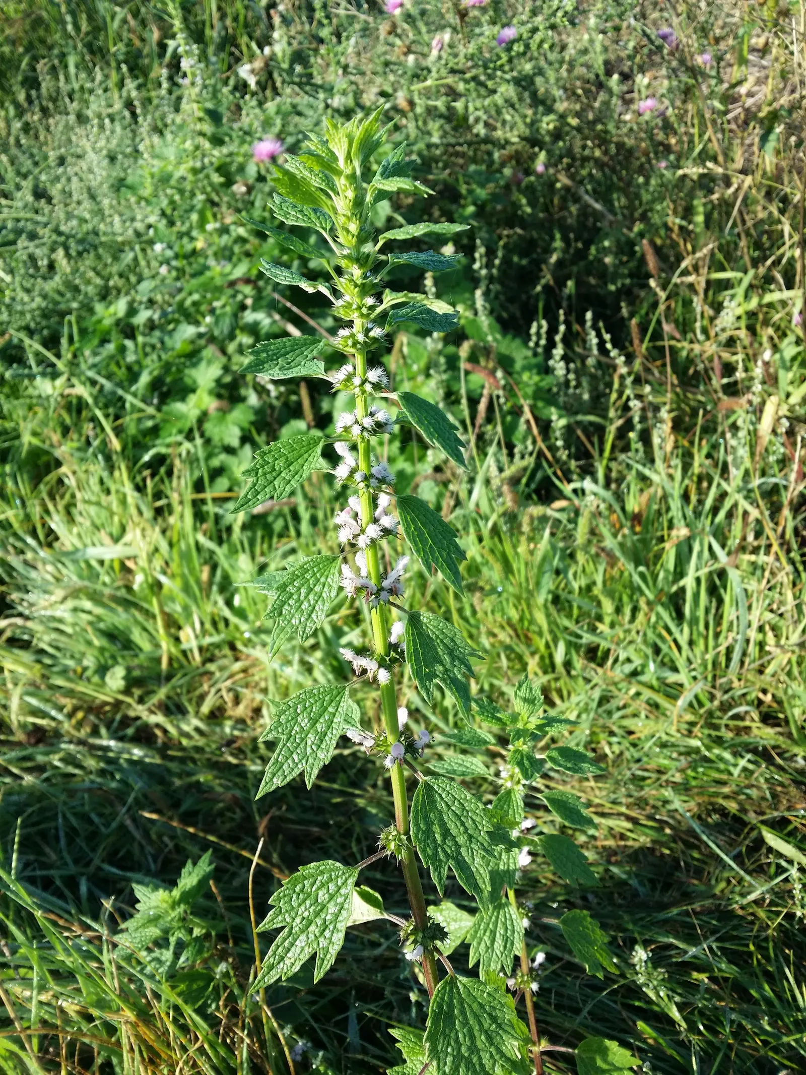 Motherwort (Leonurus Cardiaca) — Thriving in USDA hardiness zones 4 through 8; this hardy plant features lobed leaves and pink to lilac flowers on tall stalks