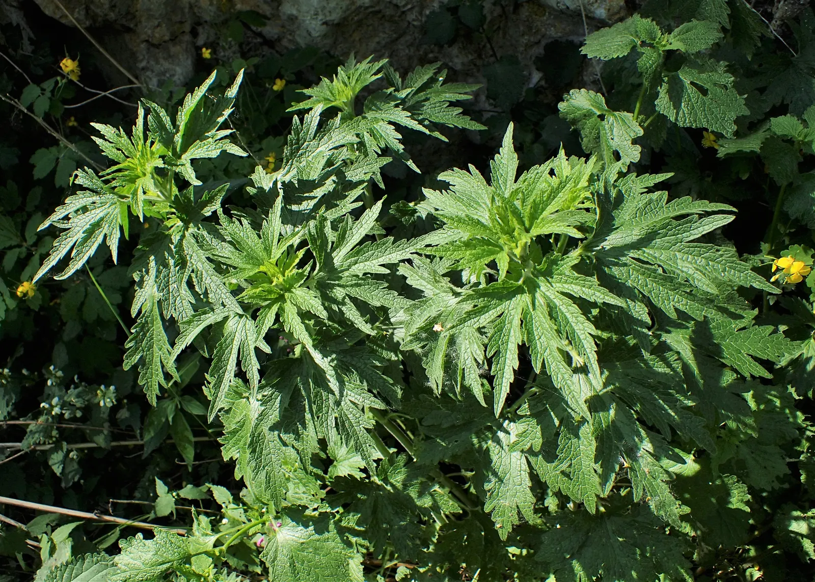 Motherwort (Leonurus Cardiaca) — Motherwort has a tendency to self-seed