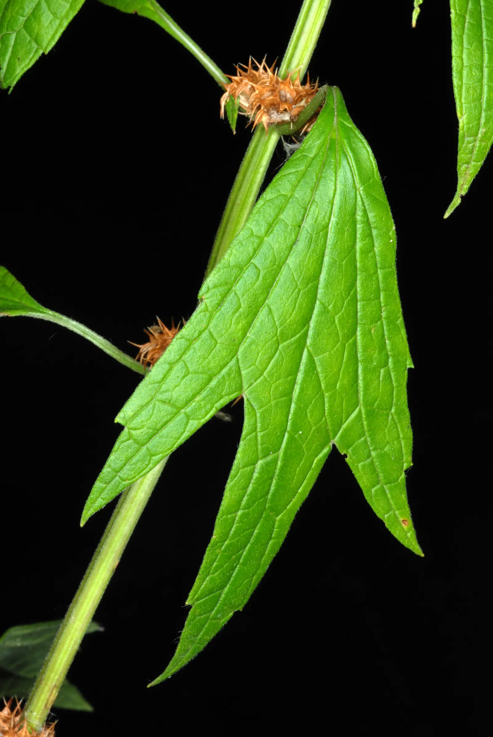 Motherwort (Leonurus Cardiaca) — Motherwort (Leonurus cardiaca) is a perennial herbaceous plant known for its medicinal and ornamental value; motherwort serves