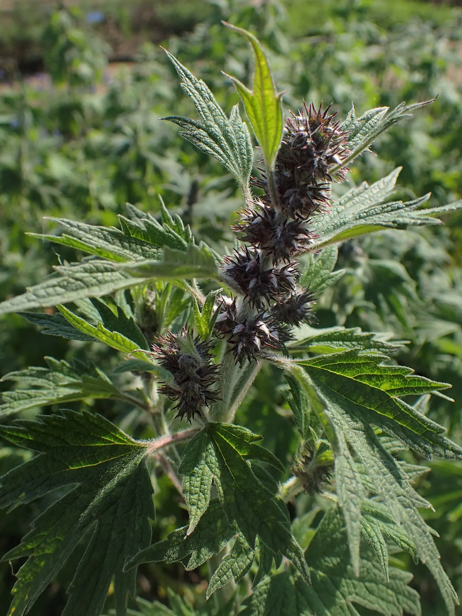 Motherwort (Leonurus Cardiaca) — Motherwort (Leonurus cardiaca) is a herbaceous perennial valued for its medicinal properties