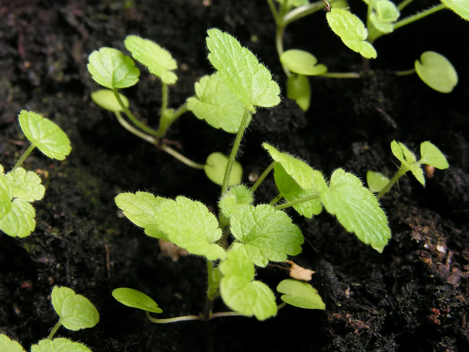 Motherwort (Leonurus Cardiaca) — It thrives in USDA zones 4-8, preferring full sun to partial shade and well-drained soil; whether used for its aesthetic