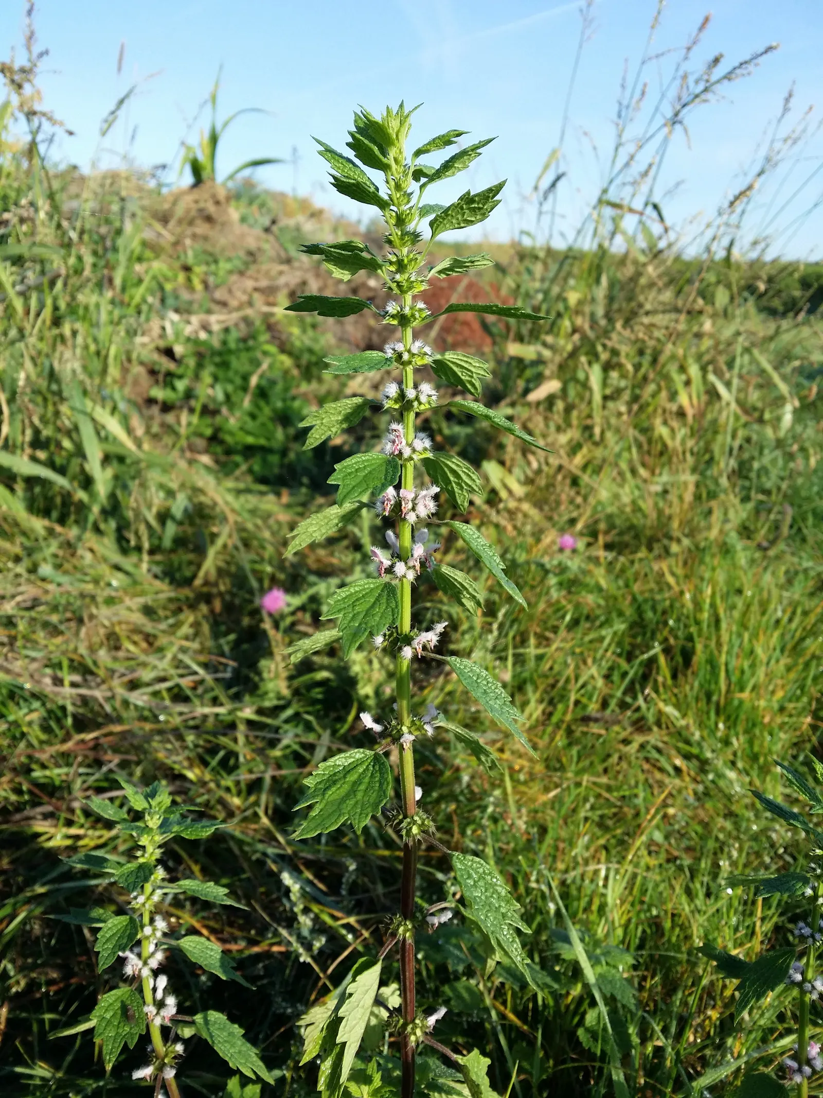 Motherwort (Leonurus Cardiaca) — requiring little care once established beyond occasional watering during extreme drought