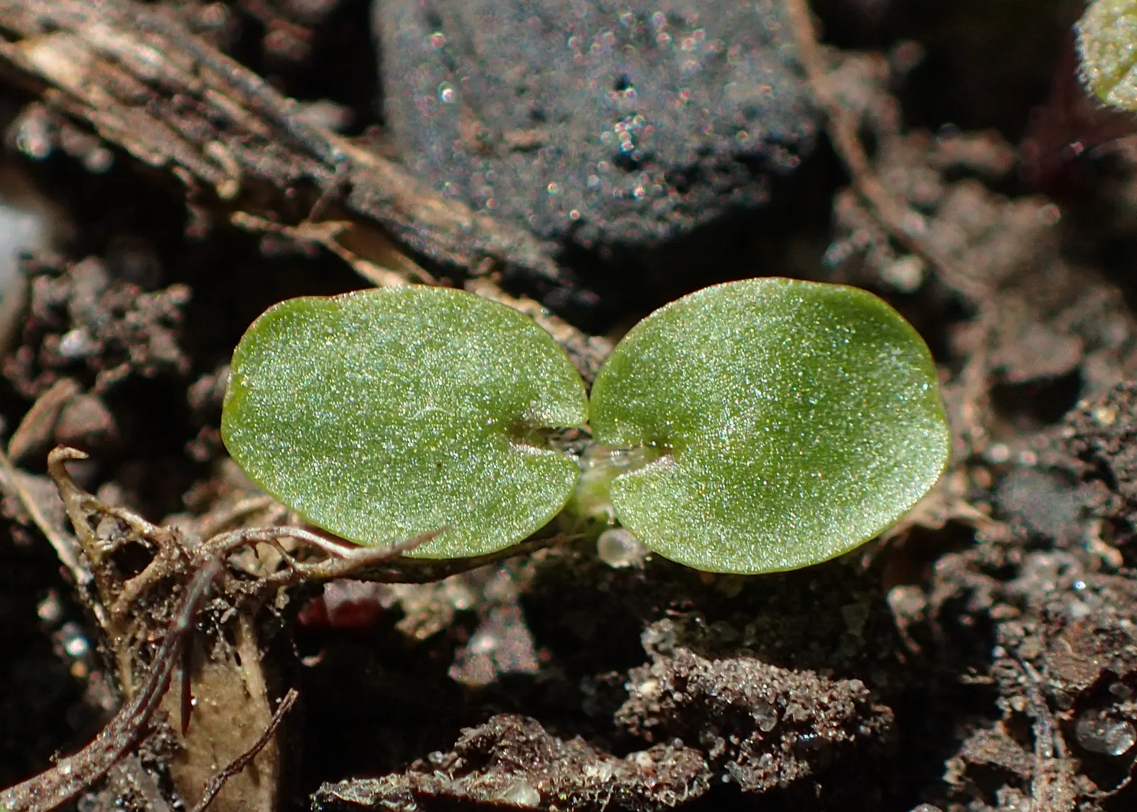 Motherwort (Leonurus Cardiaca) — Its serrated leaves are 2 to 3 inches long, adding texture to the garden; motherwort (Leonurus cardiaca) is a perennial