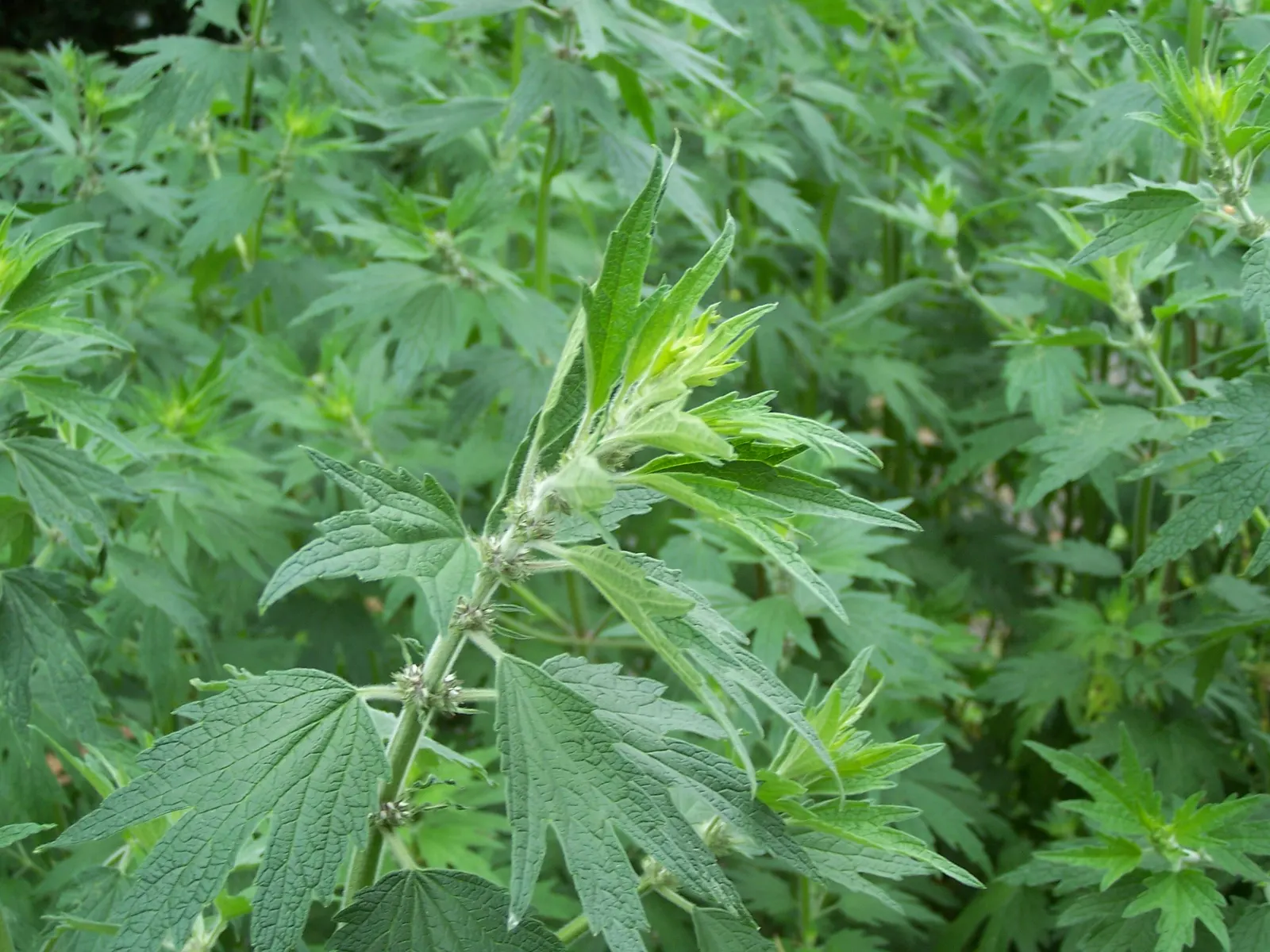 Motherwort (Leonurus Cardiaca) — though it is adaptable to various soil types