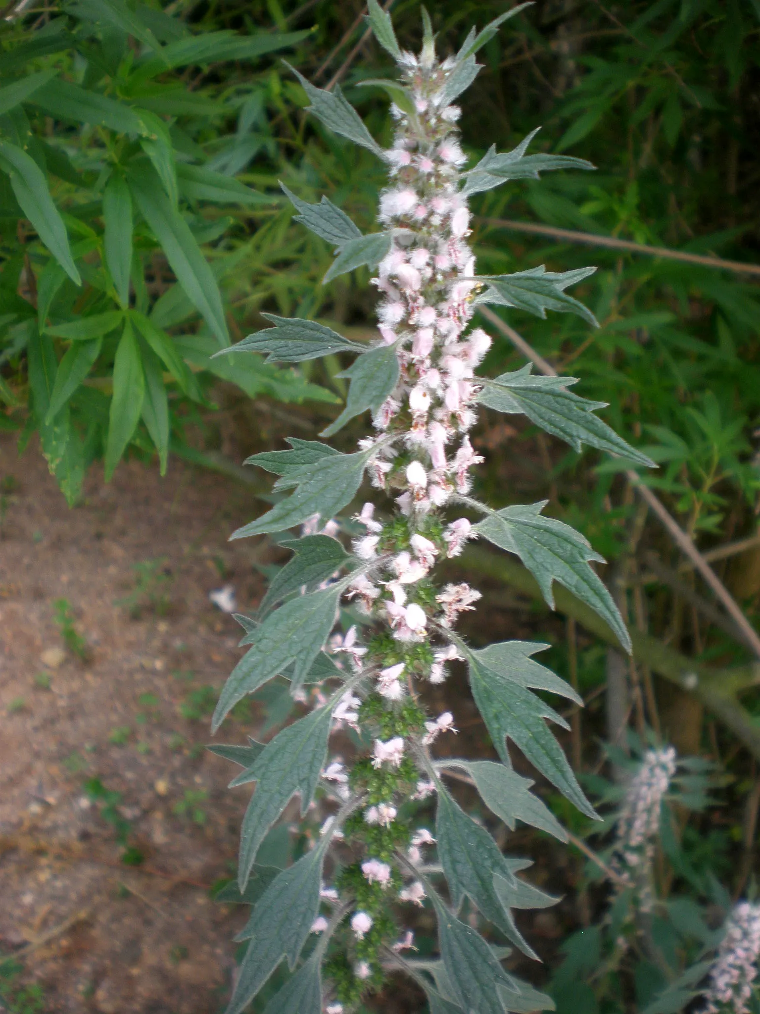 Motherwort (Leonurus Cardiaca) — it can reach a mature height of 2 to 5 feet with a similar spread; thriving in USDA hardiness zones 4 through 8