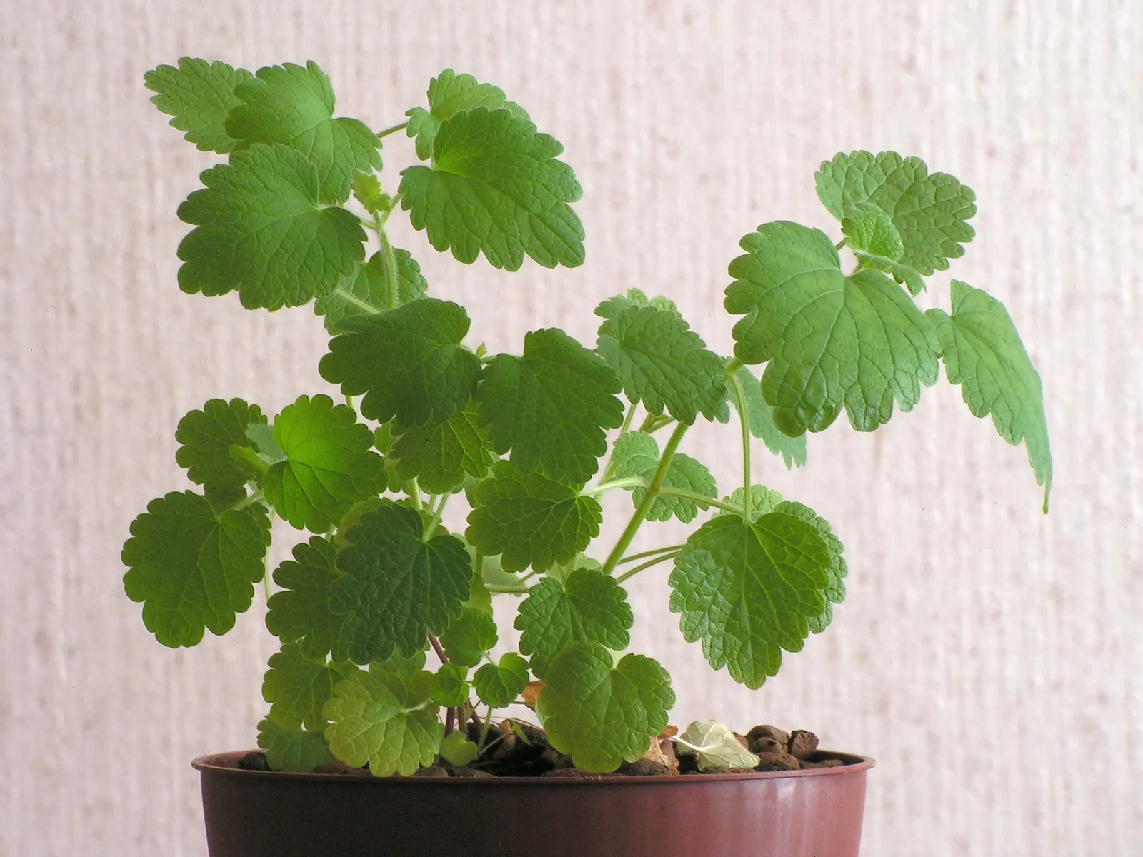 Motherwort (Leonurus Cardiaca) — it offers nectar for bees and beneficial insects from mid-summer to early fall