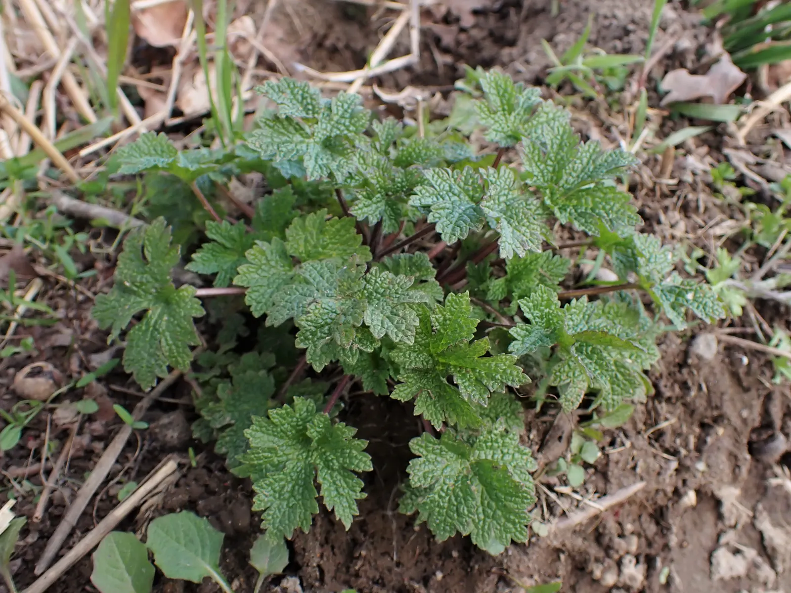 Motherwort (Leonurus Cardiaca) — hence its Latin name 'cardiaca'