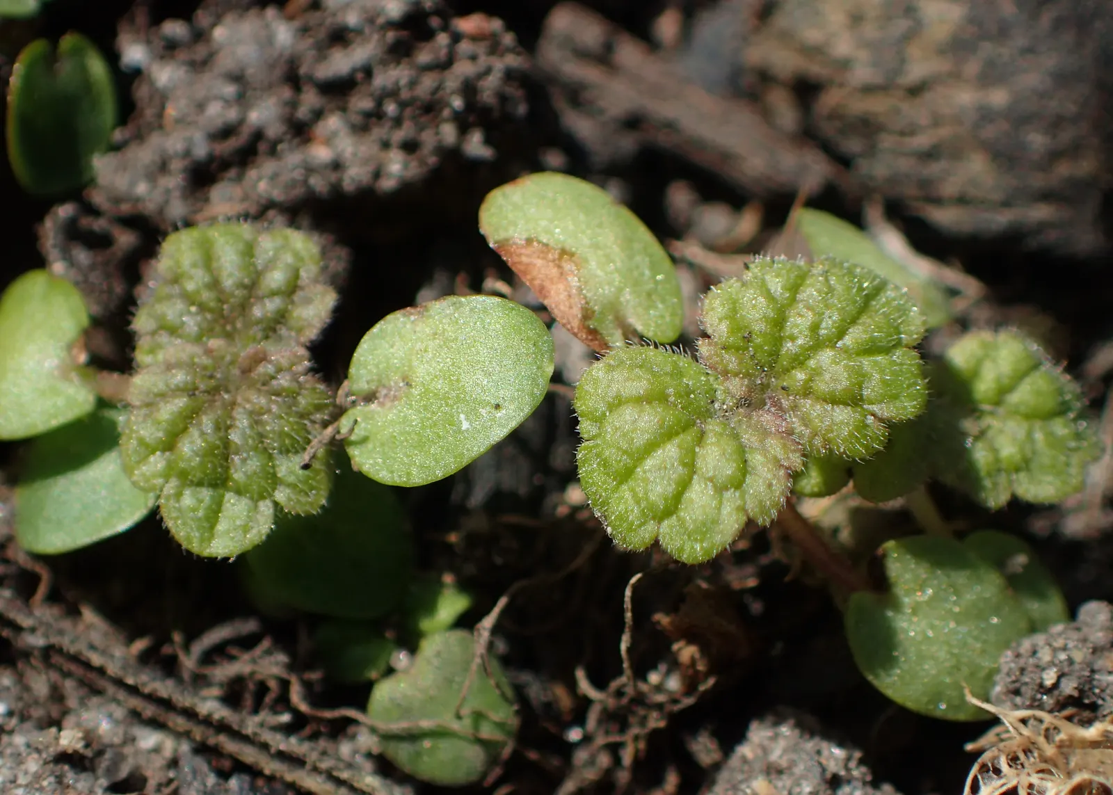 Motherwort (Leonurus Cardiaca) — hence its Latin name 'cardiaca'; requiring little care once established beyond occasional watering during extreme, image 82