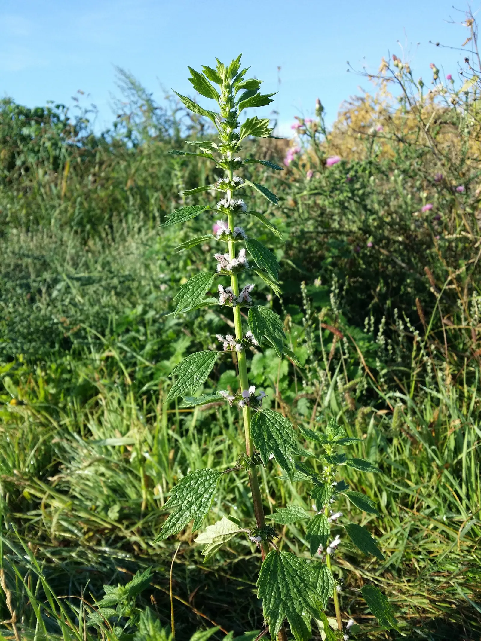 Motherwort (Leonurus Cardiaca) — Motherwort has been used historically in herbal medicine