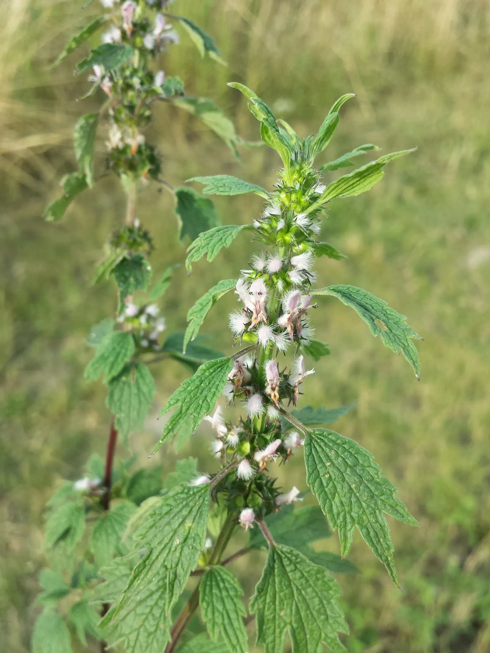 Motherwort (Leonurus Cardiaca) — adding ecological value to your landscape, image 44
