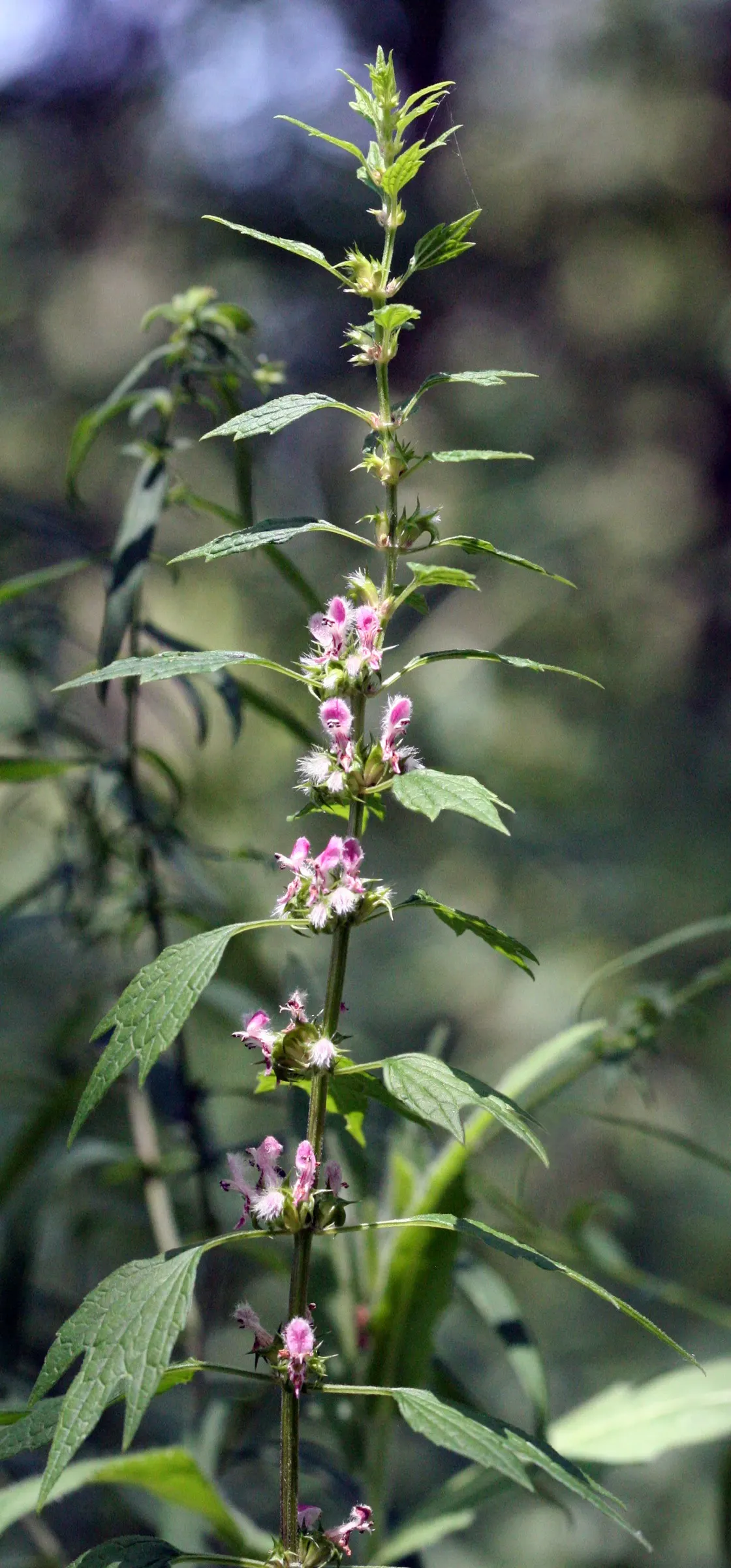 Motherwort (Leonurus Cardiaca) — multi-colored and purple flowers in the garden; though it is adaptable to various soil types, image 85