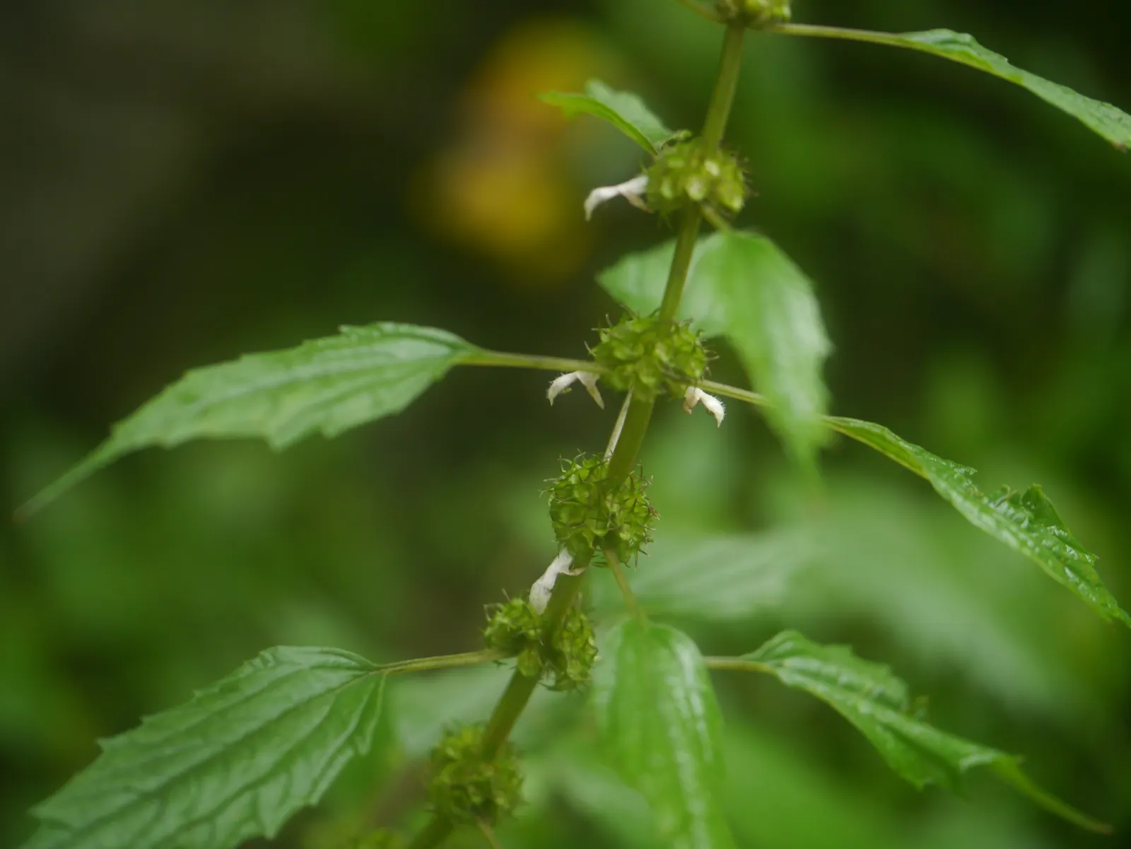 Motherwort (Leonurus Cardiaca) — including clay and loam.<br><br>Flowering occurs from June to August; motherwort (Leonurus cardiaca) is a, image 71
