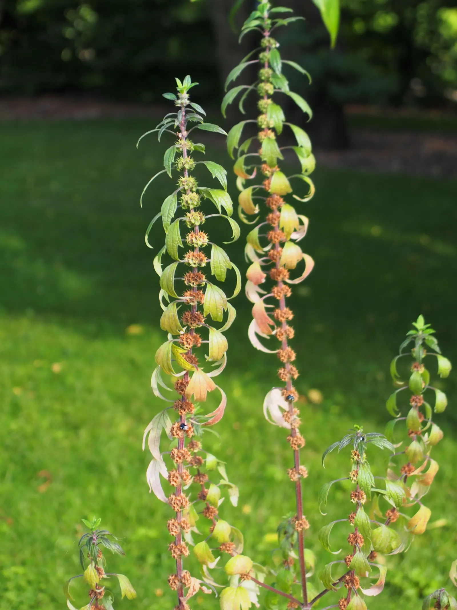 Motherwort (Leonurus Cardiaca) — It thrives in USDA zones 4-8, preferring full sun to partial shade and well-drained soil